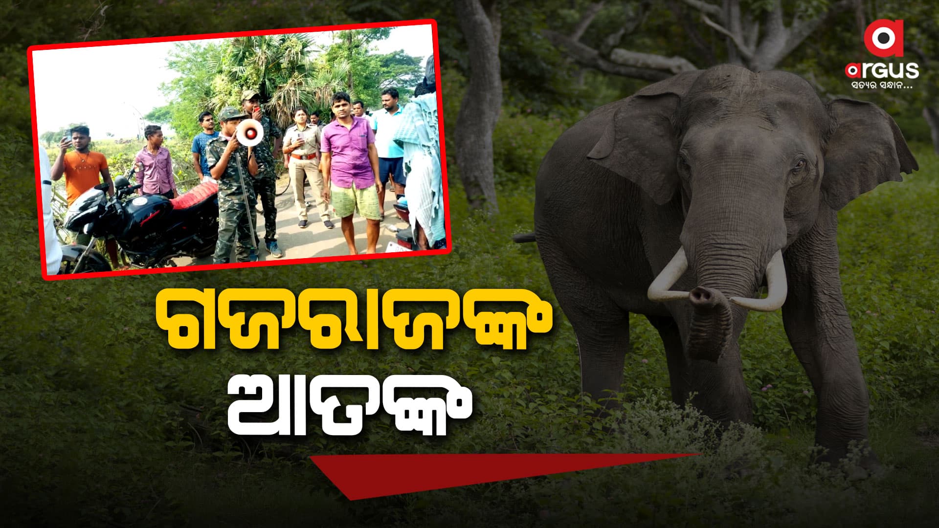 ବଣୁଆ ଦନ୍ତା ହାତୀର ଆତଙ୍କ  