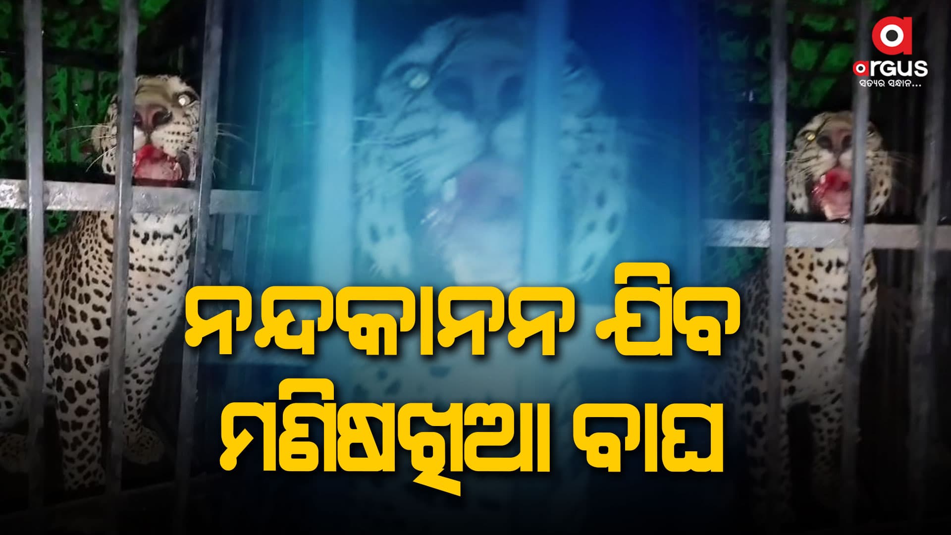 5 ଦିନ ଧରି ଆତଙ୍କ ଖେଳାଇଥିଲା ରକ୍ତମୁଖା ମଣିଷଖିଆ ବାଘ