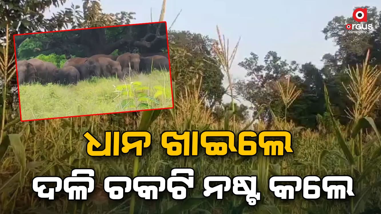 ତିରିଶଟିକିଆ ହାତୀପଲ ଗାଆଁ ମୁହାଁ