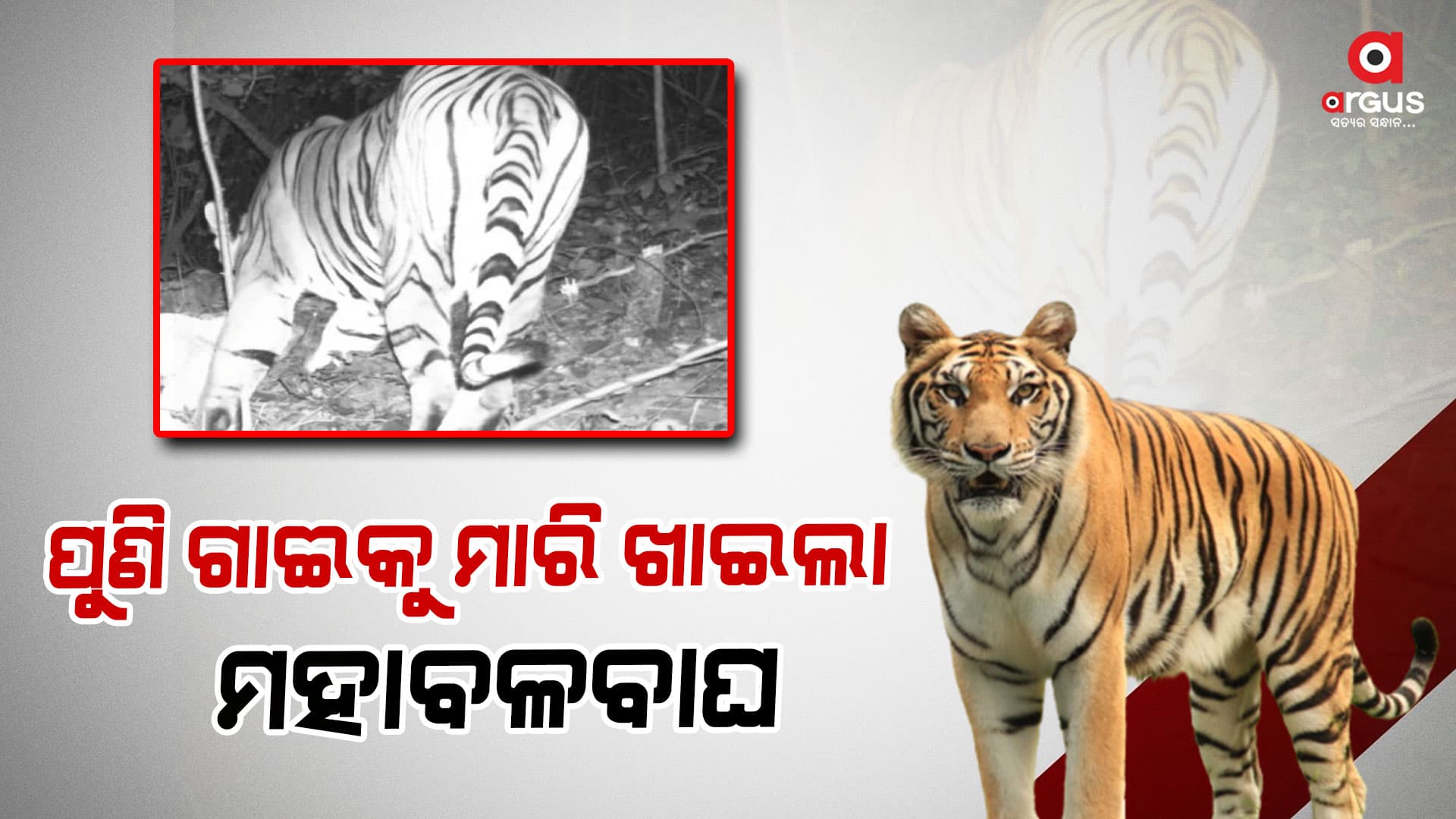 ଗଜପତିରେ ବାଘ ଆତଙ୍କ