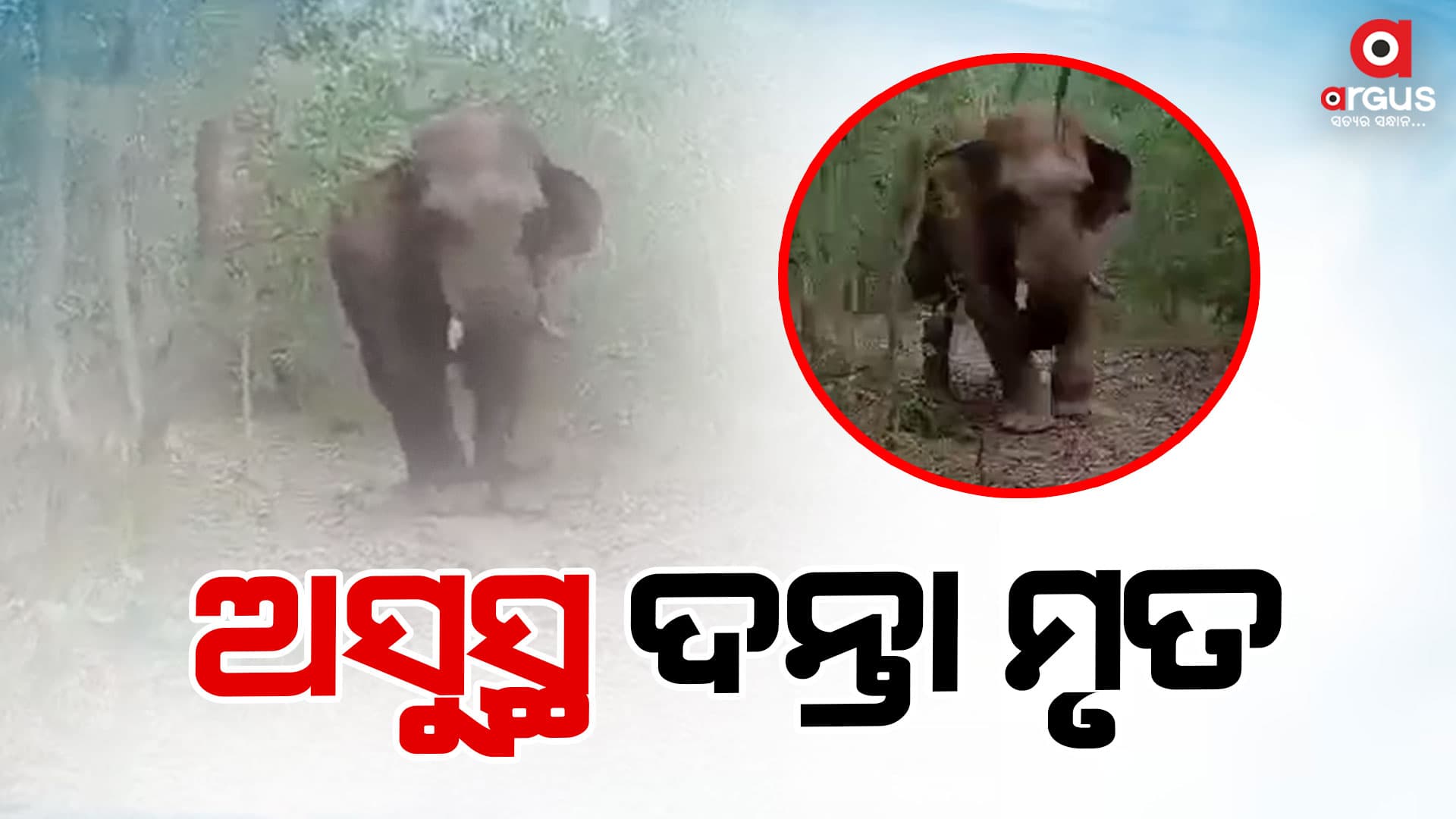 ଚିକିତ୍ସାଧୀନ ହାତୀର ମୃତ୍ୟୁ