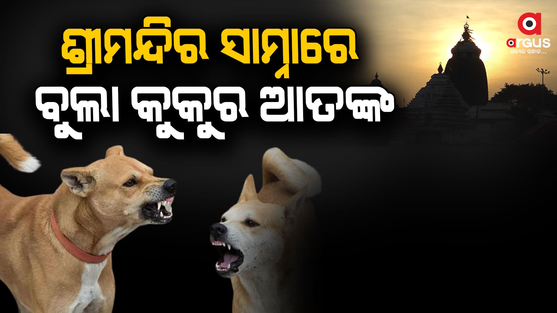 ଶ୍ରୀମନ୍ଦିର ସାମ୍ନାରେ ବୁଲା କୁକୁରଙ୍କ ଆତଙ୍କ, ଦୁଇ ବର୍ଷର ଶିଶୁର ଆଖିକୁ କାମୁଡ଼ି ଦେଲା କୁକୁର