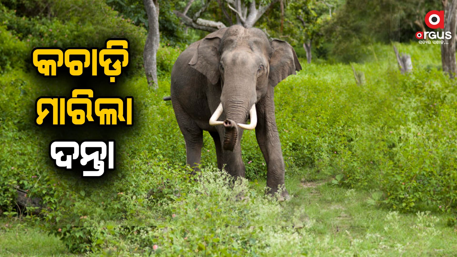 ଯୁବକଙ୍କୁ କଚାଡି ମାରିଲା ହାତୀ, ଘଟଣାସ୍ଥଳରେ ଉତ୍ତେଜନା