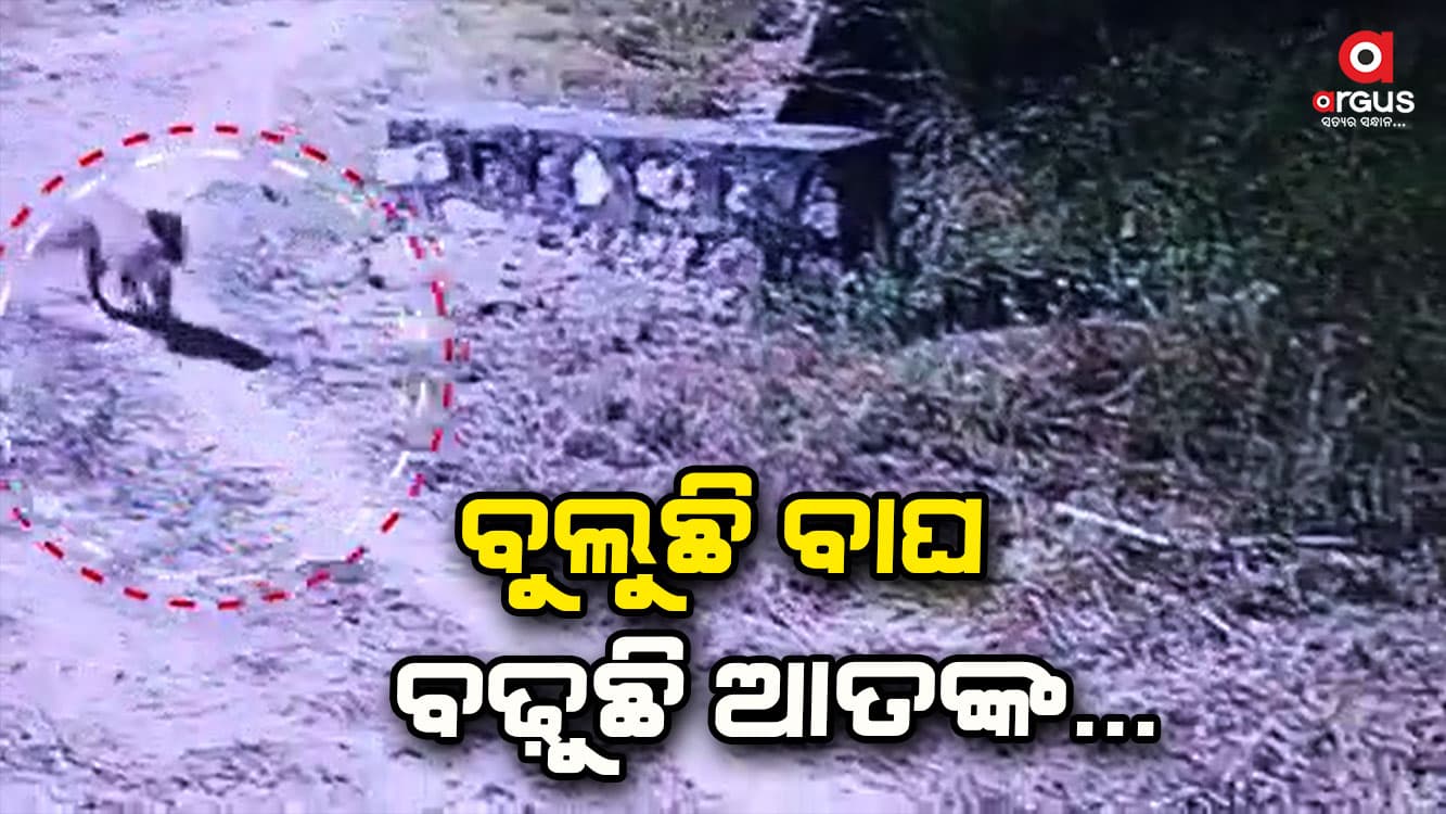 ରାତିରେ ଡର କଲରାପତରିଆ ବାଘ 