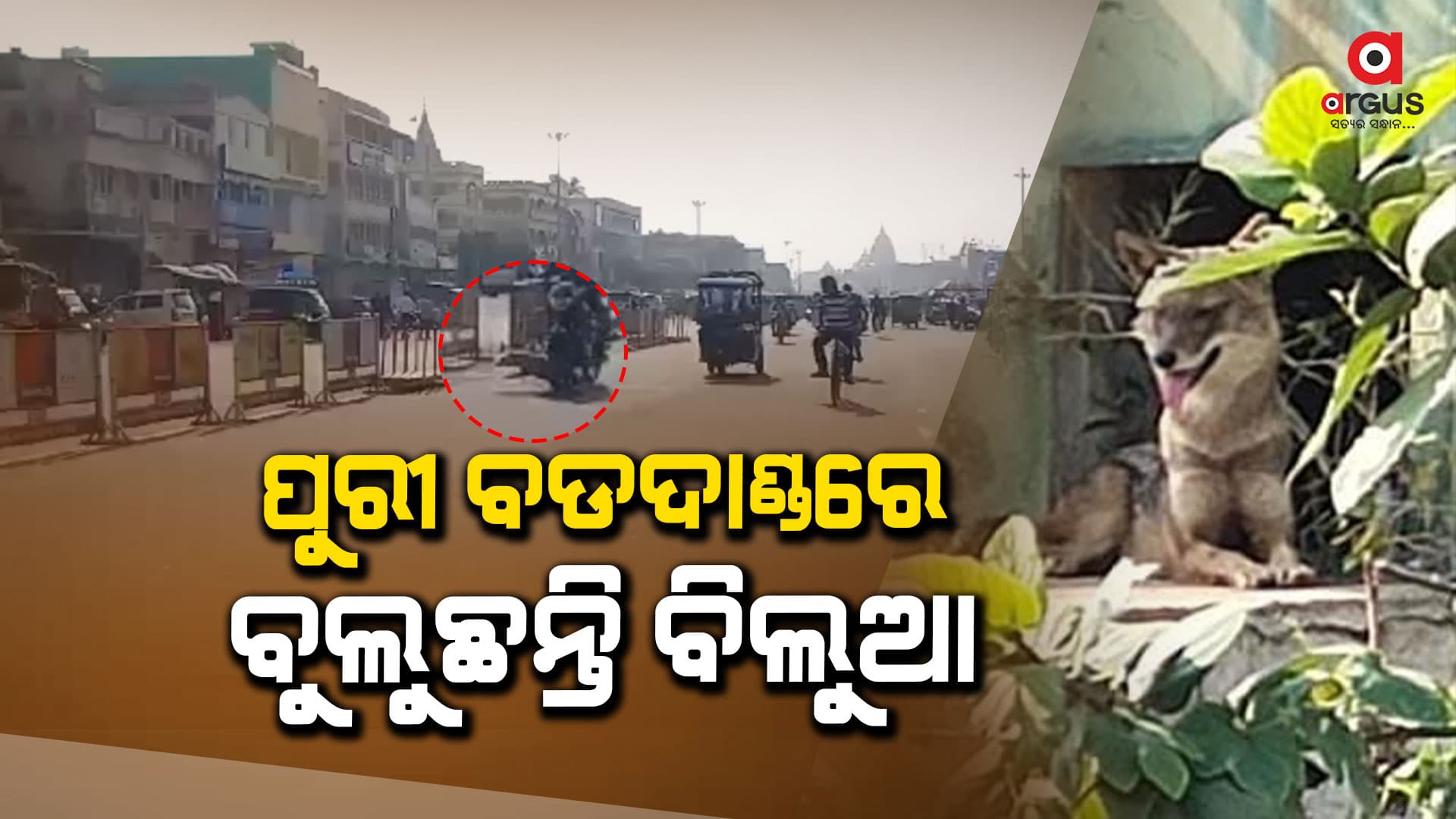 ବିଲୁଆ ପାଇଁ ବଡଦାଣ୍ଡରେ ଘଟିଲା ଦୁର୍ଘଟଣା