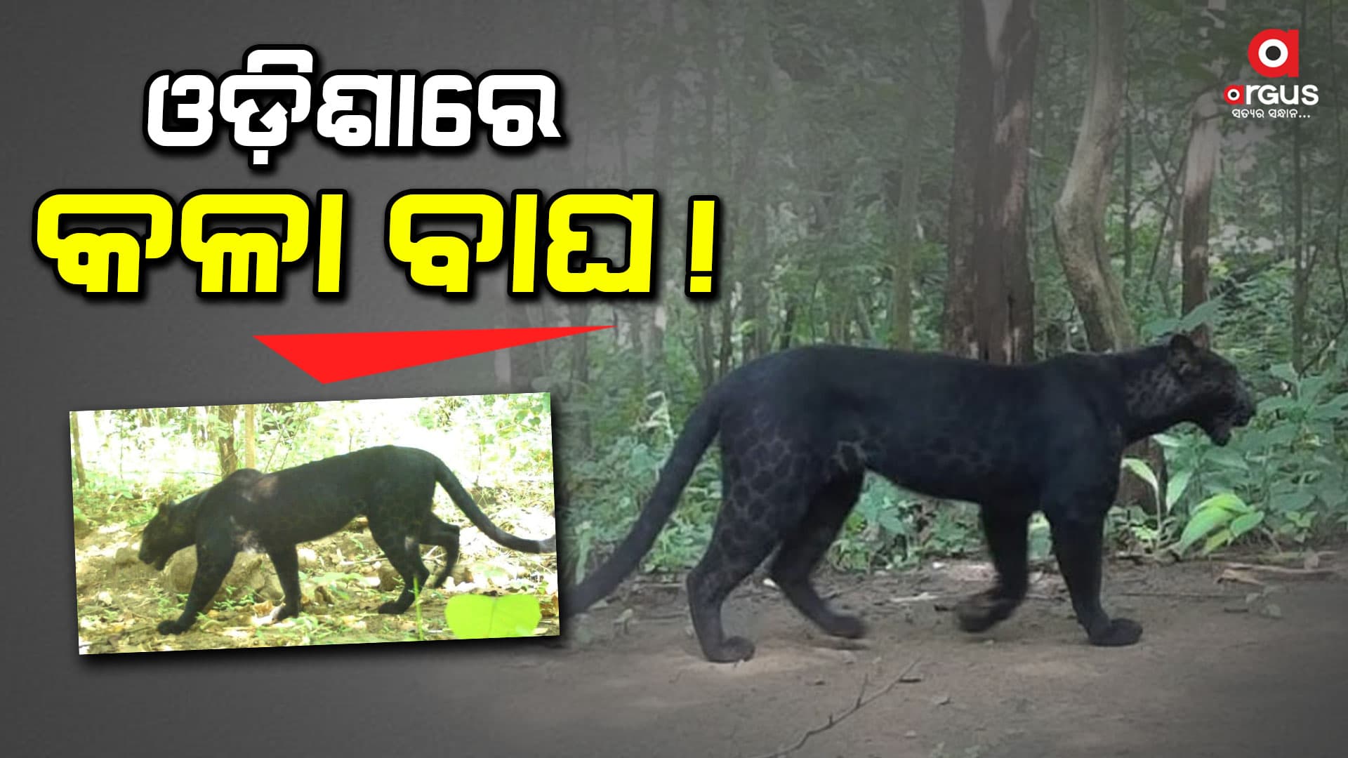 ଓଡ଼ିଶା ଜଙ୍ଗଲରେ ପୁଣି ଦେଖିବାକୁ ମିଳିଲା କଳା ବାଘ