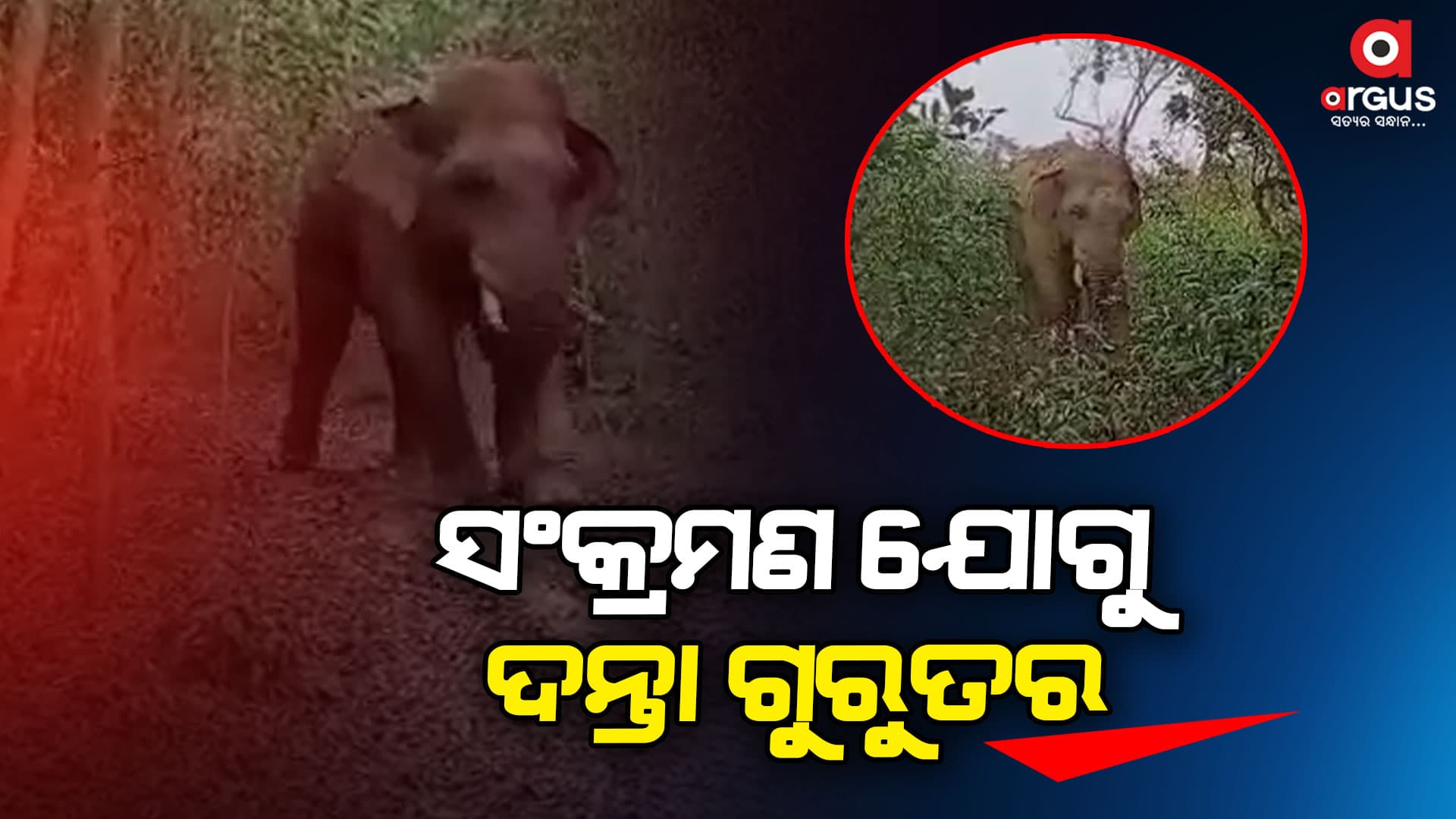 ଜୀବନ ବଞ୍ଚାଇବା ପାଇଁ ସଂଘର୍ଷ କରୁଛି ଦନ୍ତା