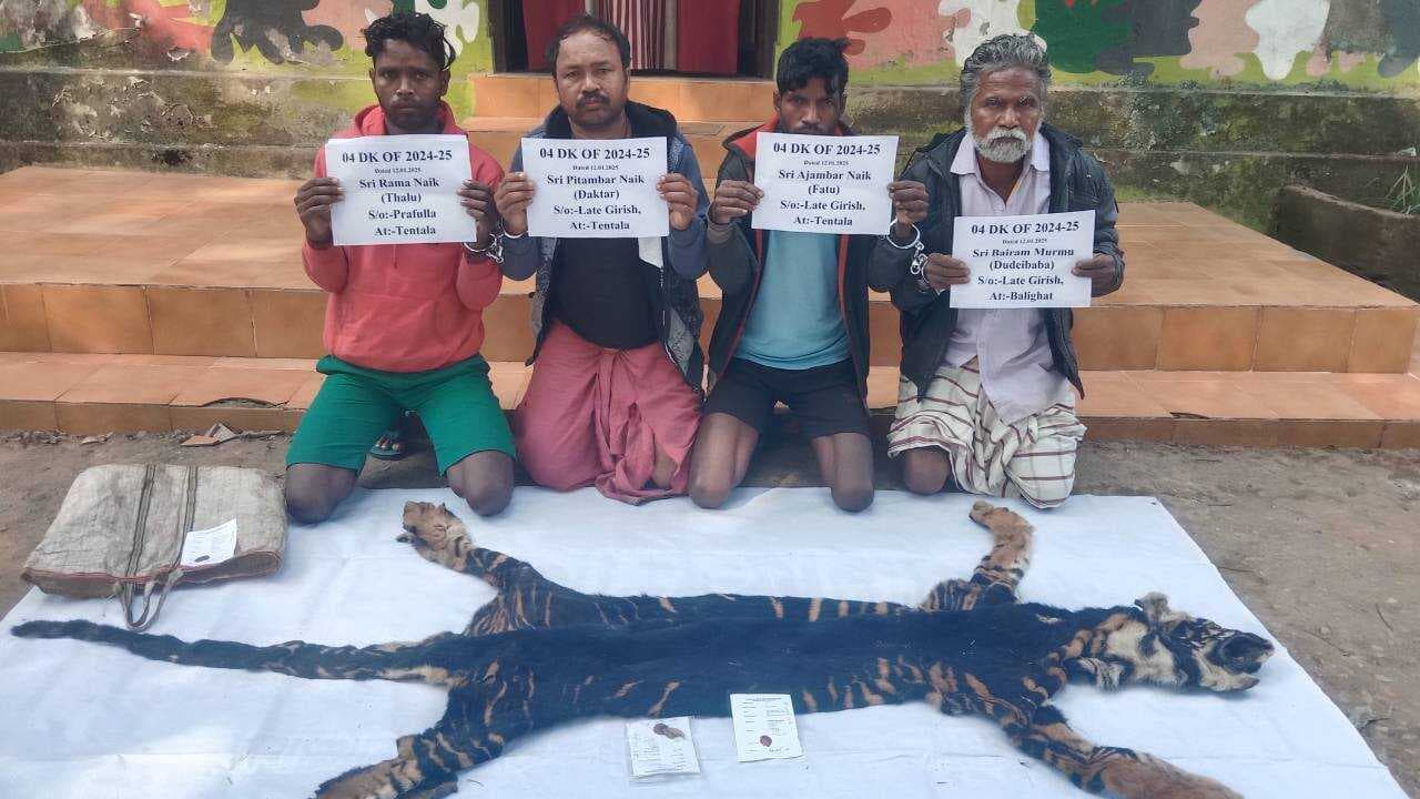 Odisha: Melanistic Royal Bengal Tiger Skin Seized In Similipal Wildlife Sanctuary, Four Arrested