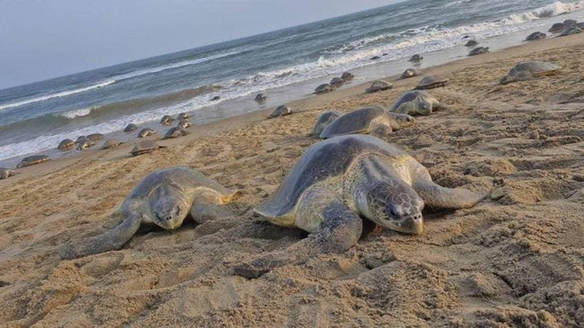 Ganjam: Record 6.98 Lakh Olive Ridley Turtles Lay Eggs At Odisha’s Rushikulya Beach