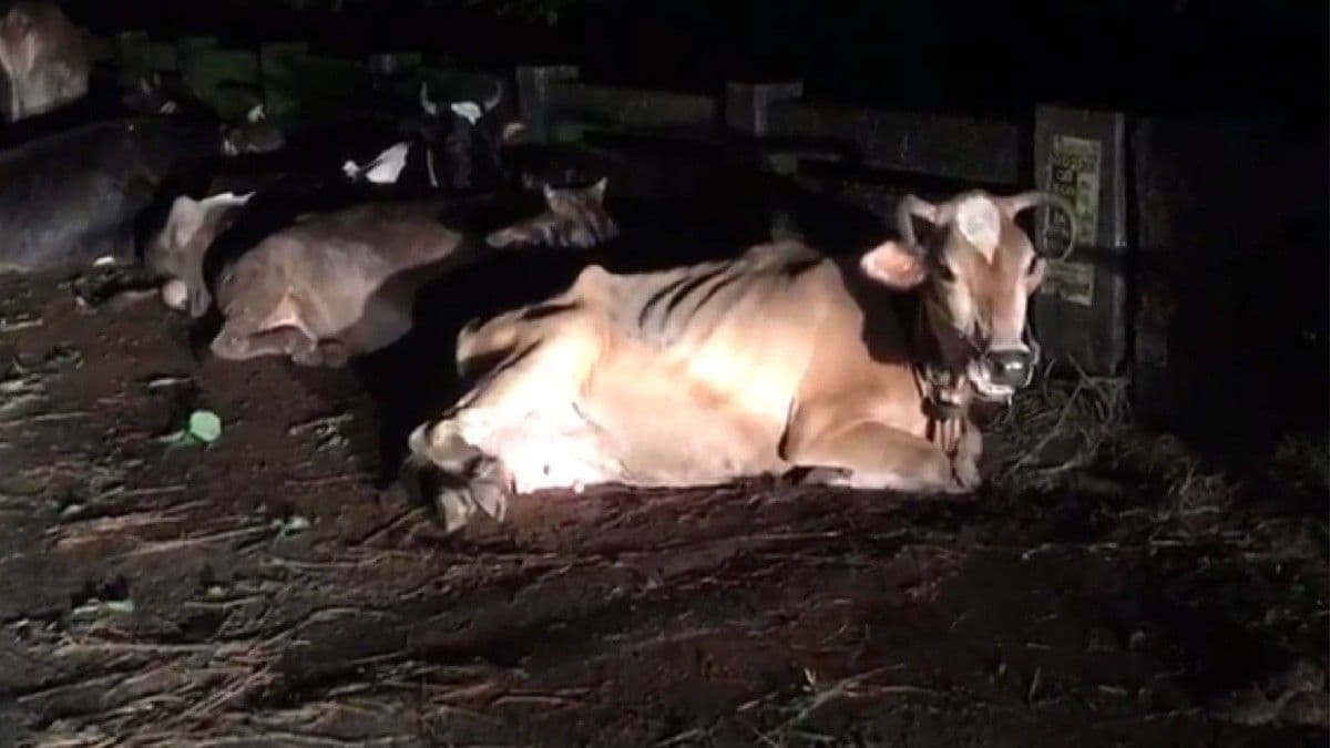 Not A Forest, But A Graveyard For Cows: Smugglers' Heinous Act Come To Light