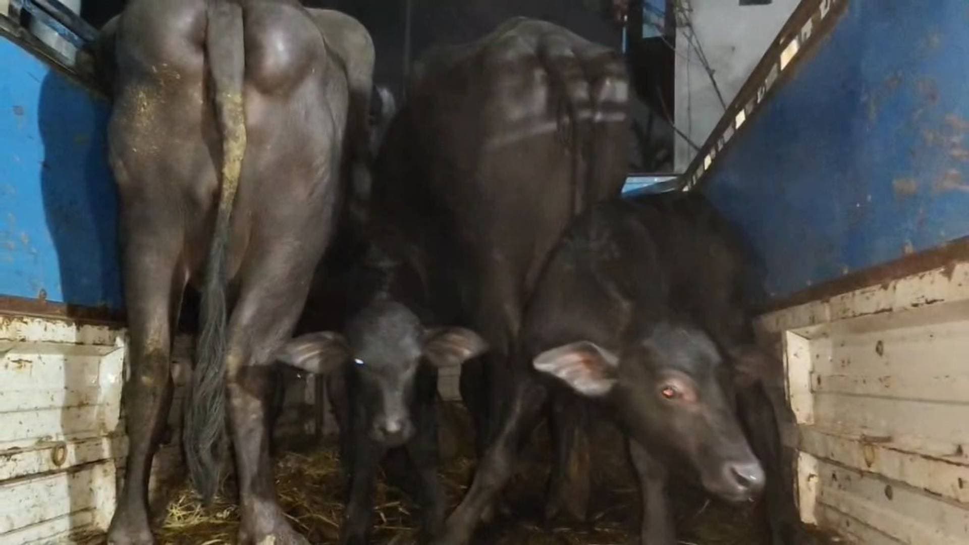 185 Buffaloes Rescued, Six Arrested As Odisha Police Foil Cattle Smuggling To West Bengal