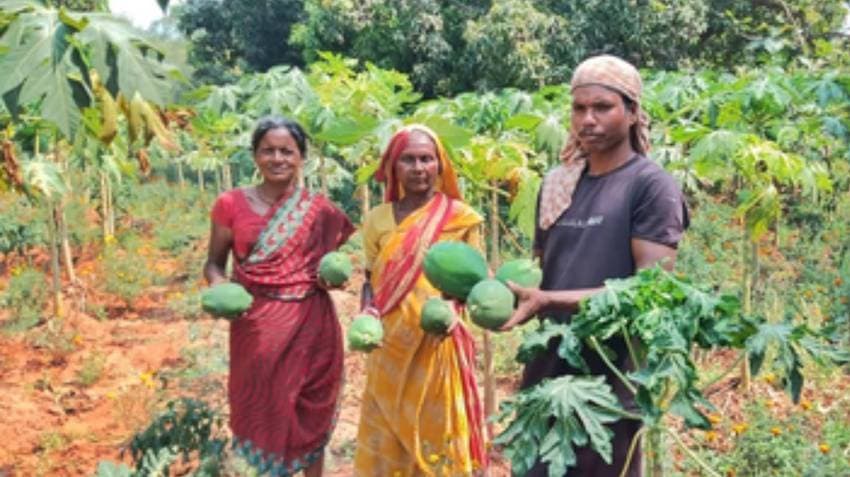 From Dhenkanal To London: Odisha’s Green Papaya Makes Global Headlines