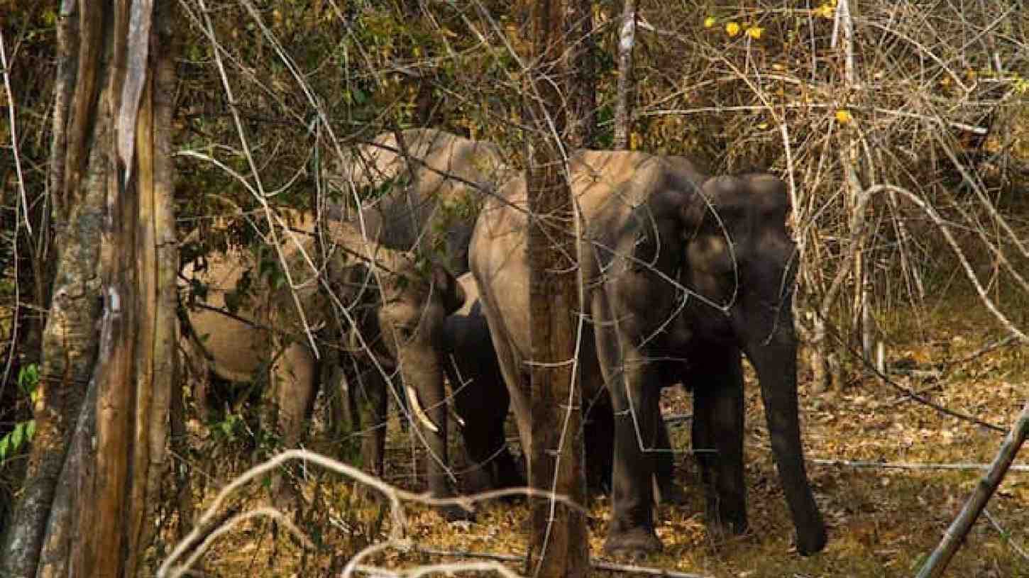 Woman Killed In Wild Tusker Attack In Odisha's Sambalpur