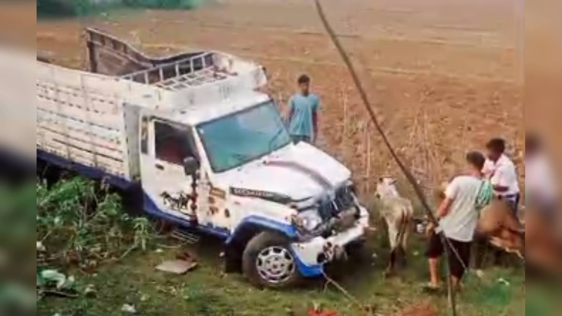 Police Crack Down On Cattle Smuggling: 28 Cows Rescued In Bhadrak