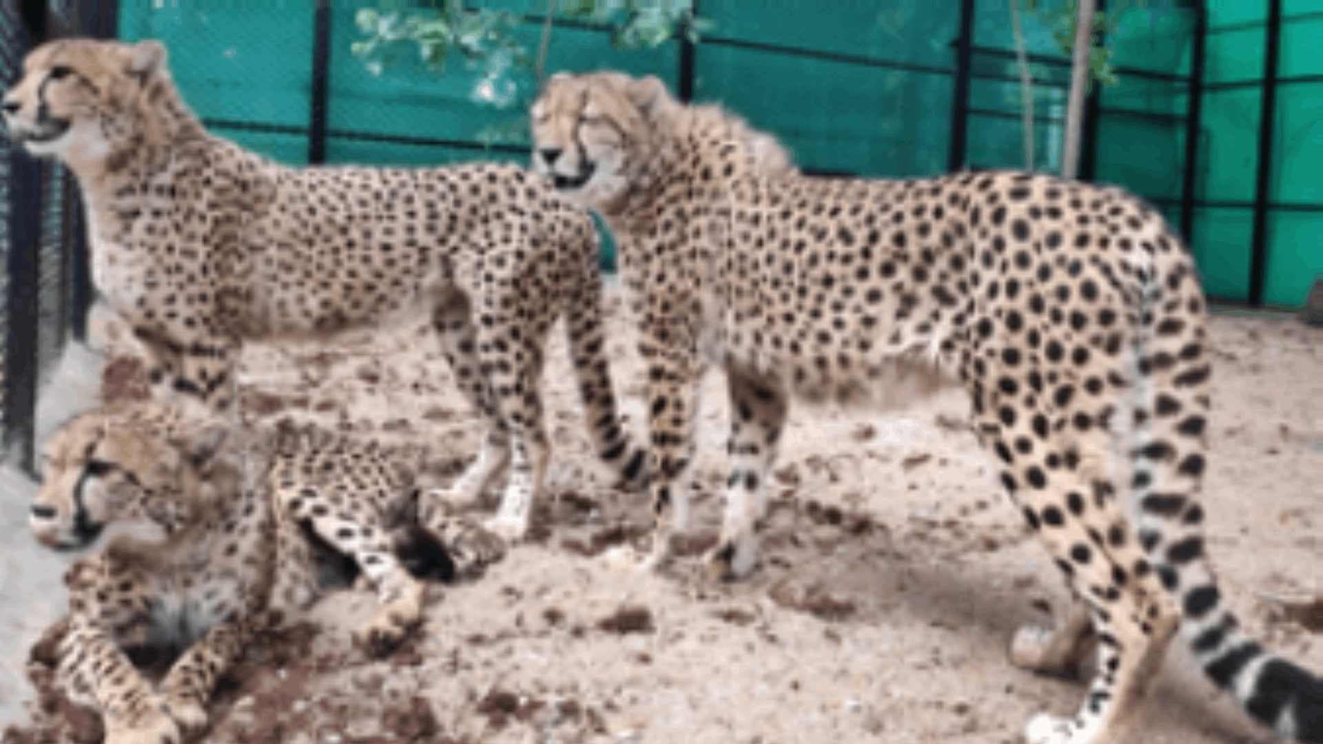 First four of eight cheetahs to be brought to India from Botswana will arrive in May