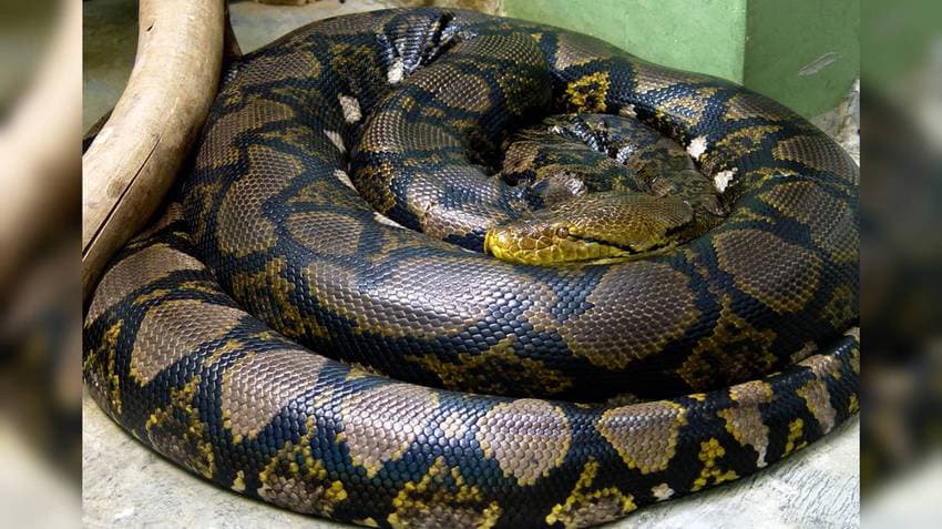 8-Foot Python Trapped in Fishing Net Rescued in Odisha’s Pipili