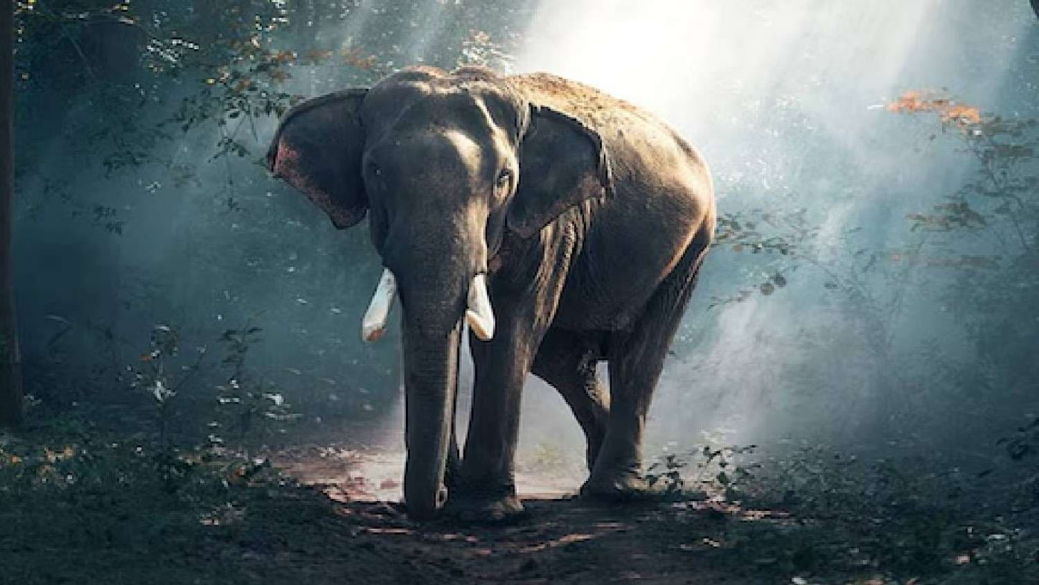 Elephant Dies Of Electrocution In Odisha's Angul