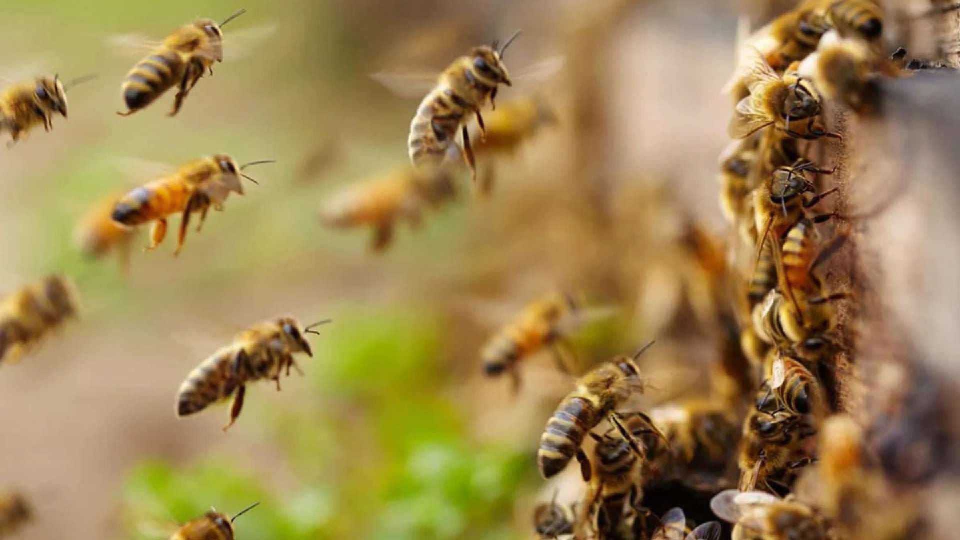 Honey Bee Attack in Nabarangpur: Seven Injured During Picnic