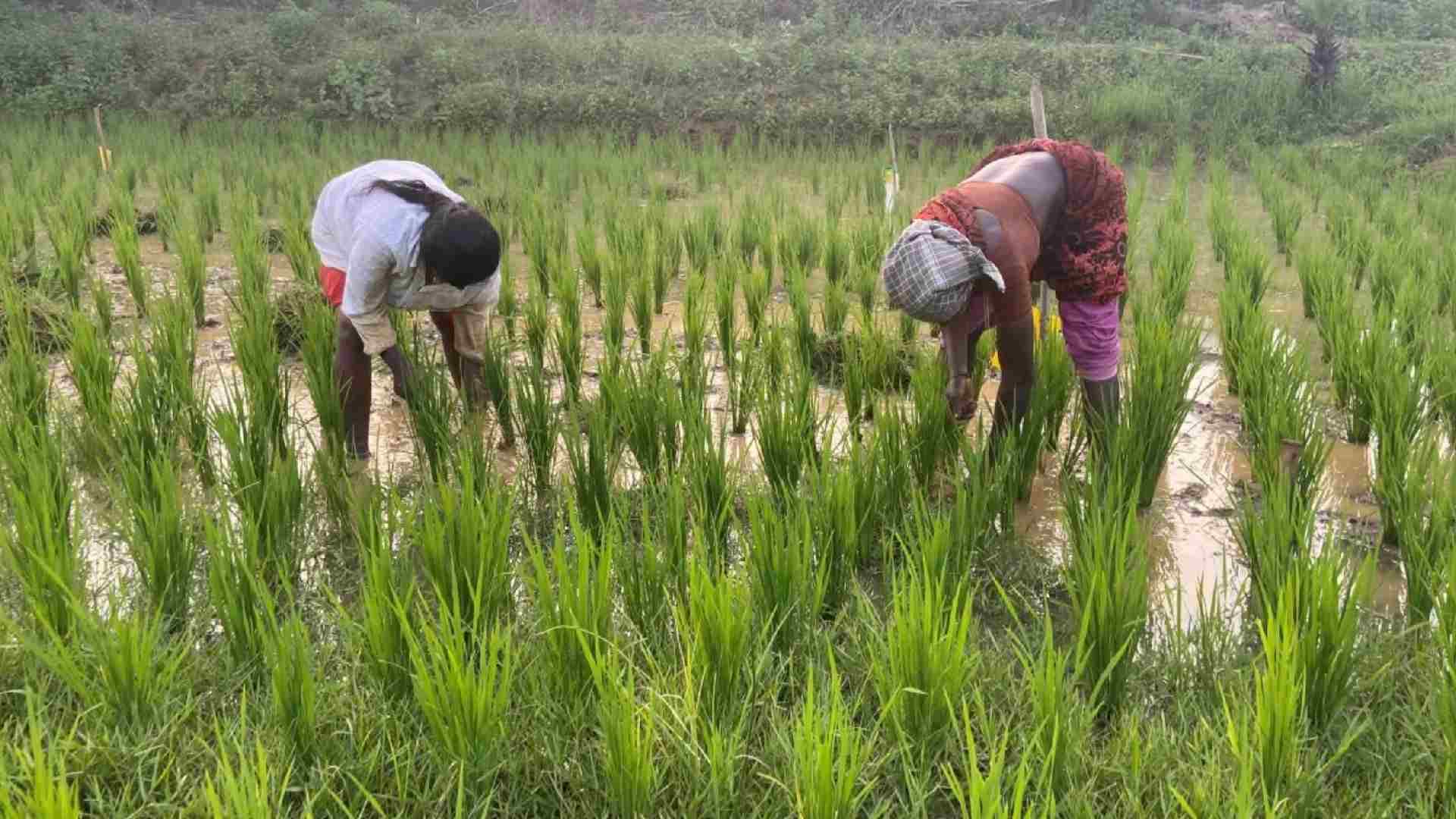 Paddy Procurement: Odisha Farmers to Get ₹3,100/Quintal as Govt Begins Registration Drive