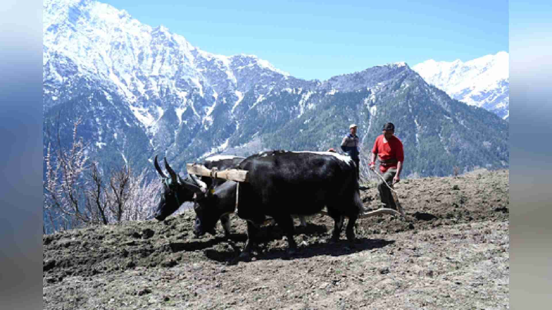 In Just Four Months, Pangi Valley Becomes Himachal’s Organic Heartland