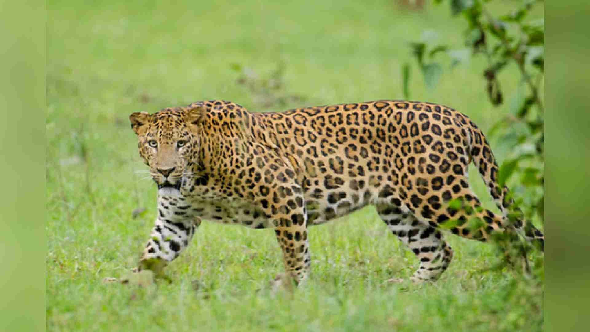 Kerala Man Fights Off Leopard To Save 4-Year-Old Son