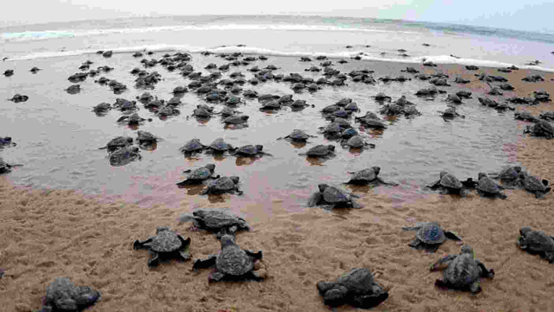 Elite Marine Force To Protect Chennai‘S Turtle Beaches, Fragile Habitats