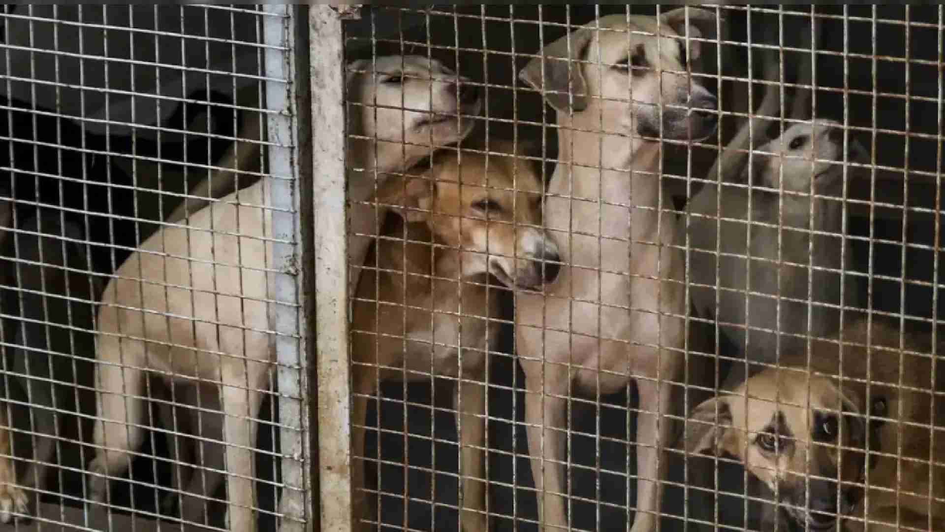 Supreme Court Revises Previous Order: Dogs To Return To Original Localities Post Sterilisation