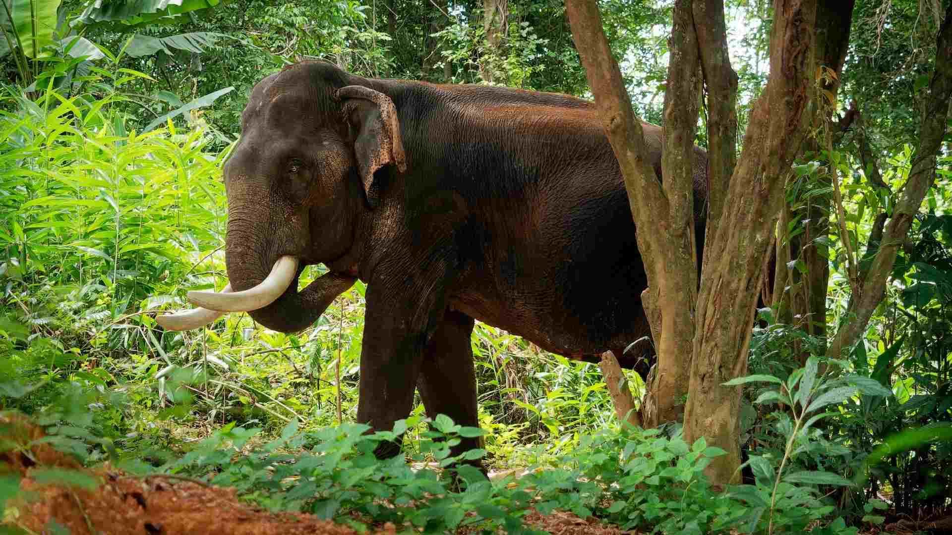 Elephant Attack in Odisha Claims Lives of Elderly Farming Couple