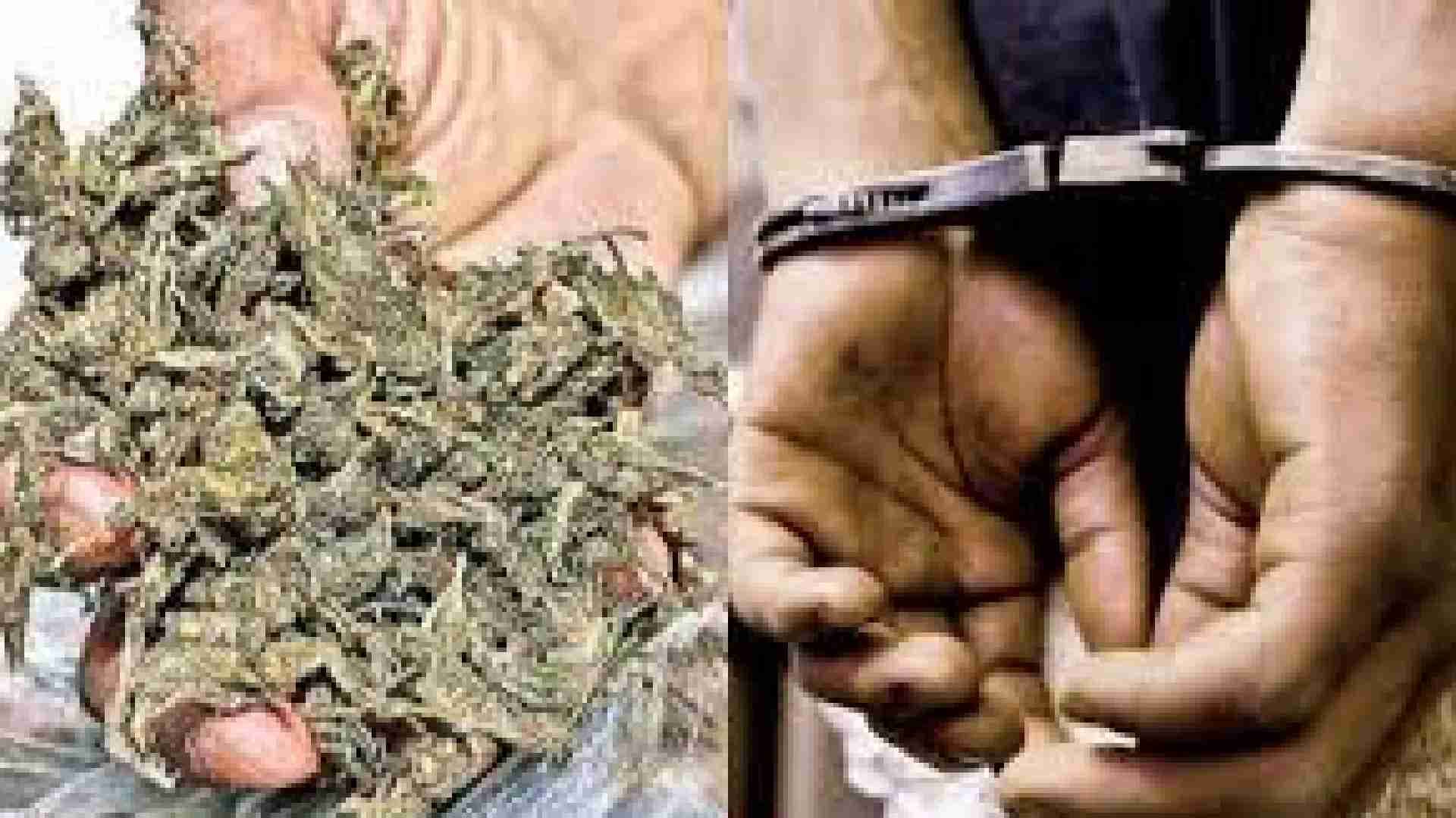 Ganja Worth Over Rs 6 Lakh Seized From Boudh's Purunakatak Area