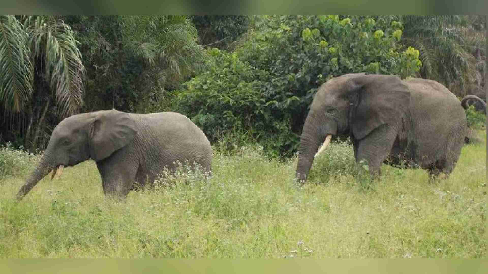 Elephants Enter Villages In Keonjhar, Forest Teams Issue Safety Warnings