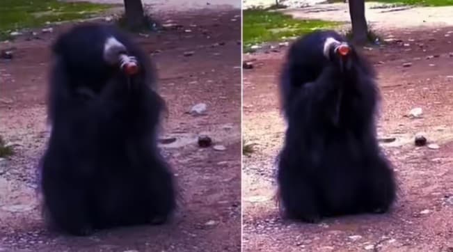 Special Drink For Wild Bear: Video Goes Viral