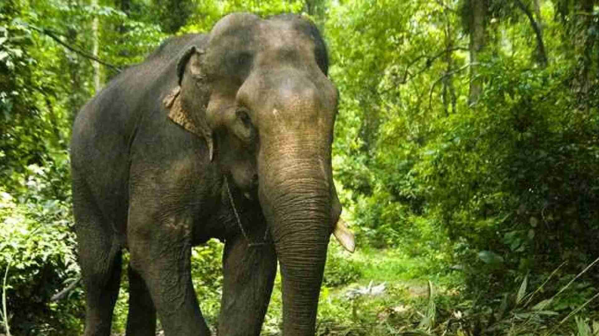 Elephant Dies of Electrocution in Odisha's Deogarh Forest