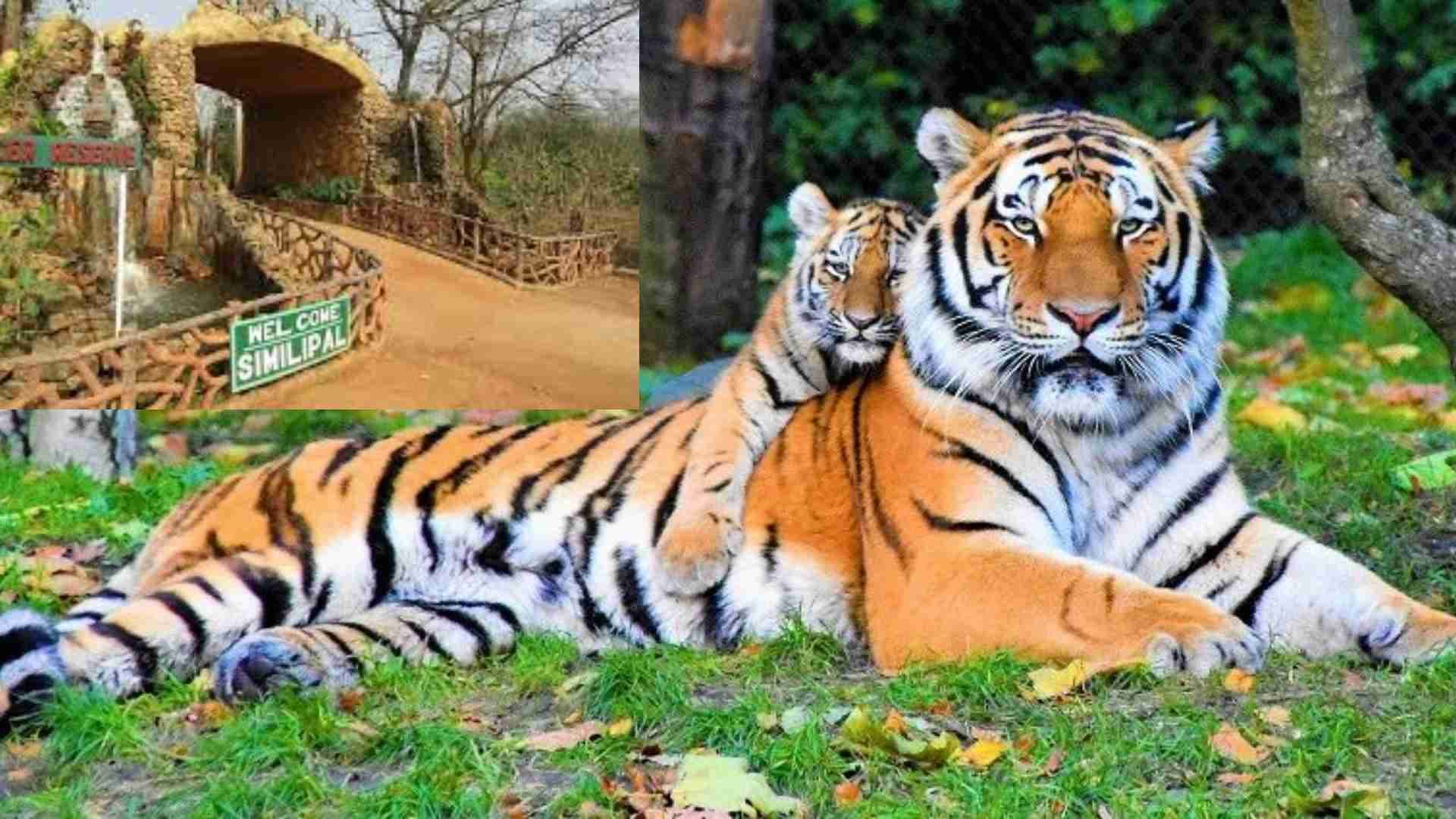 Similipal National Park Reopens For Tourists