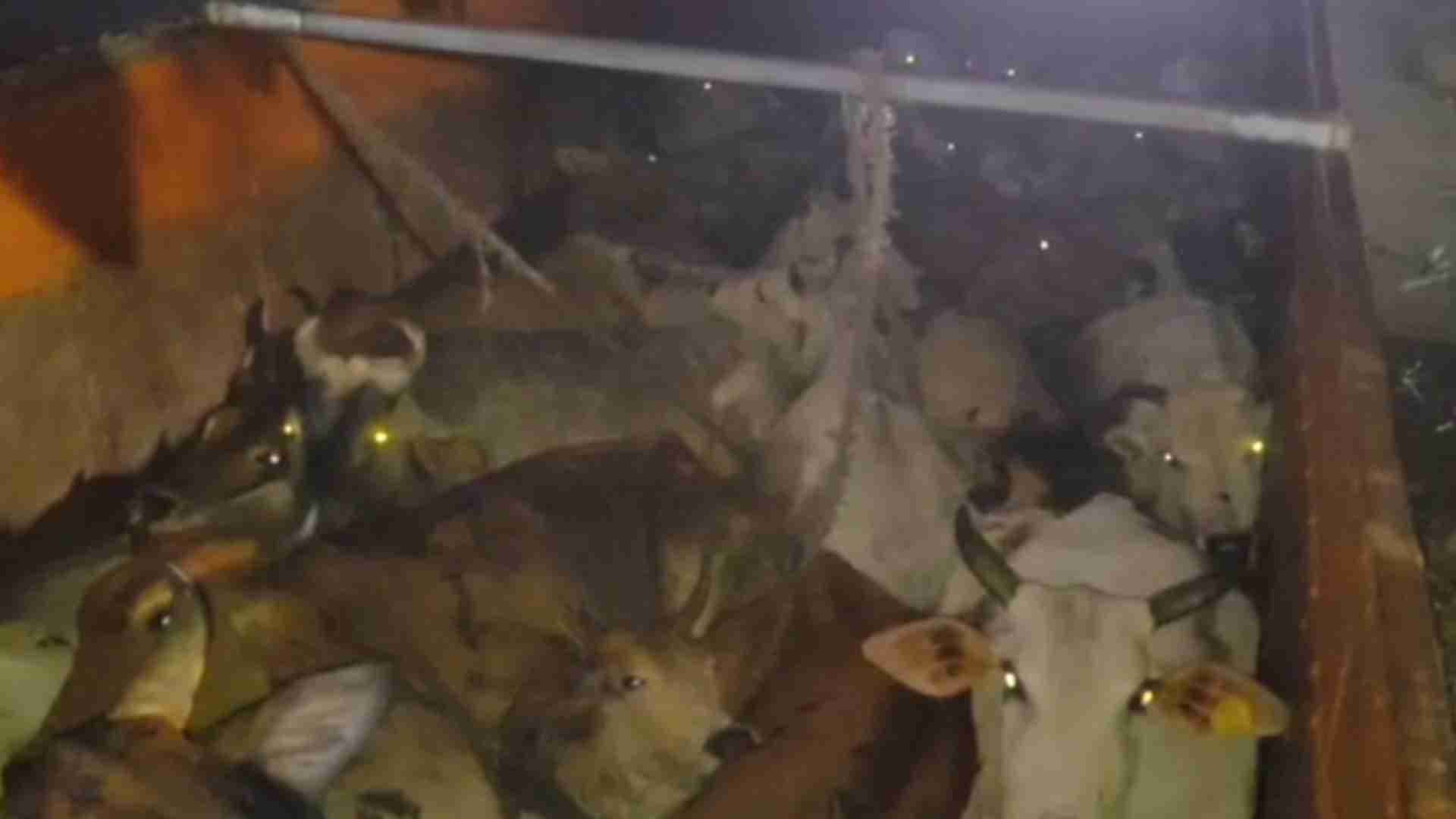 Illegal Cattle Trafficking Foiled, 180 Cows Rescued In Odisha's Ganjam