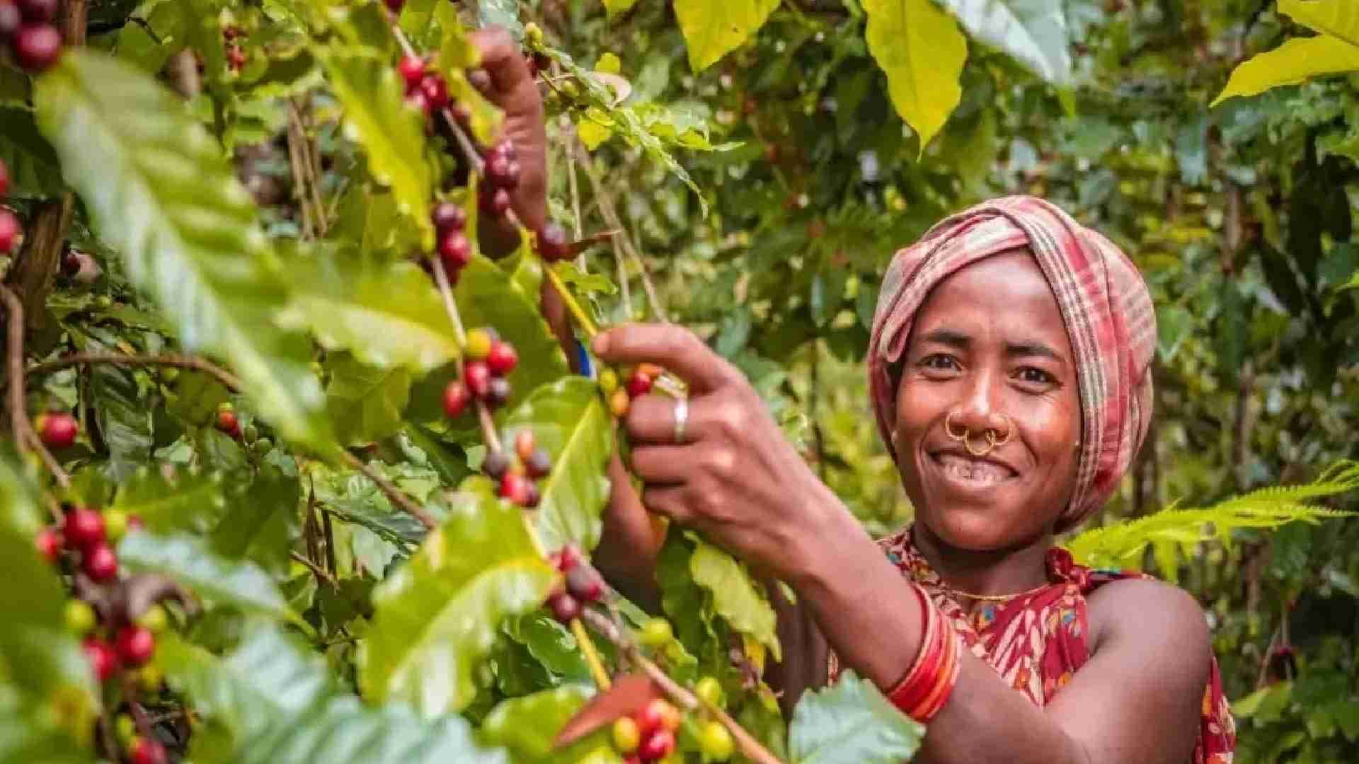 Mann Ki Baat: PM Modi Calls Koraput Coffee The Pride Of Odisha