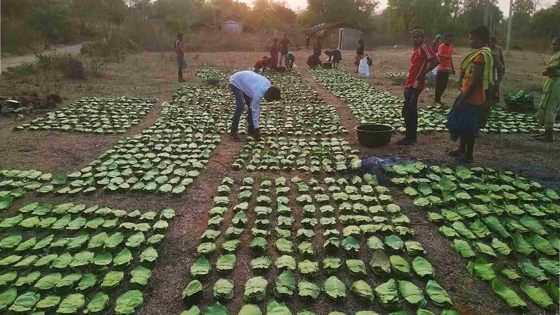 Odisha Approves ₹50 Crore Aid for Kendu Leaf Workers