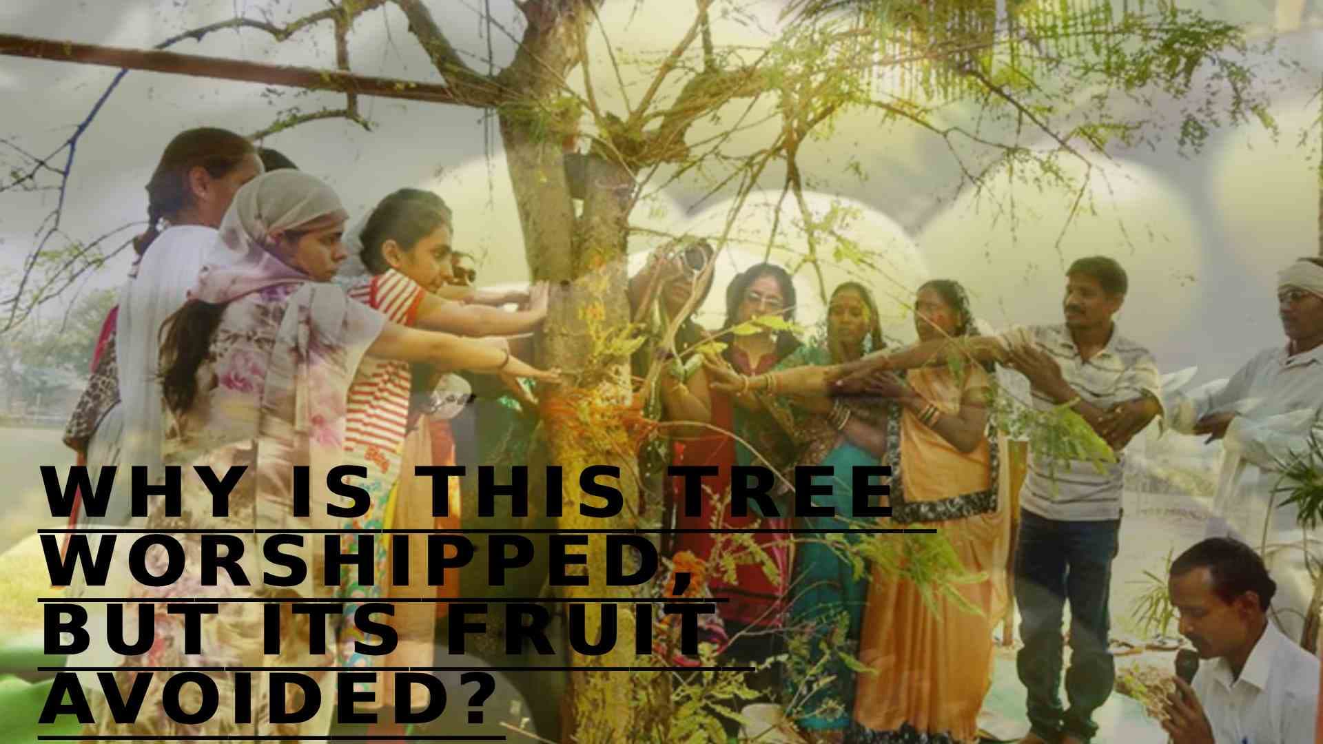 Why Is This Sacred Tree Worshipped But Its Fruit Avoided On Anla Navami?