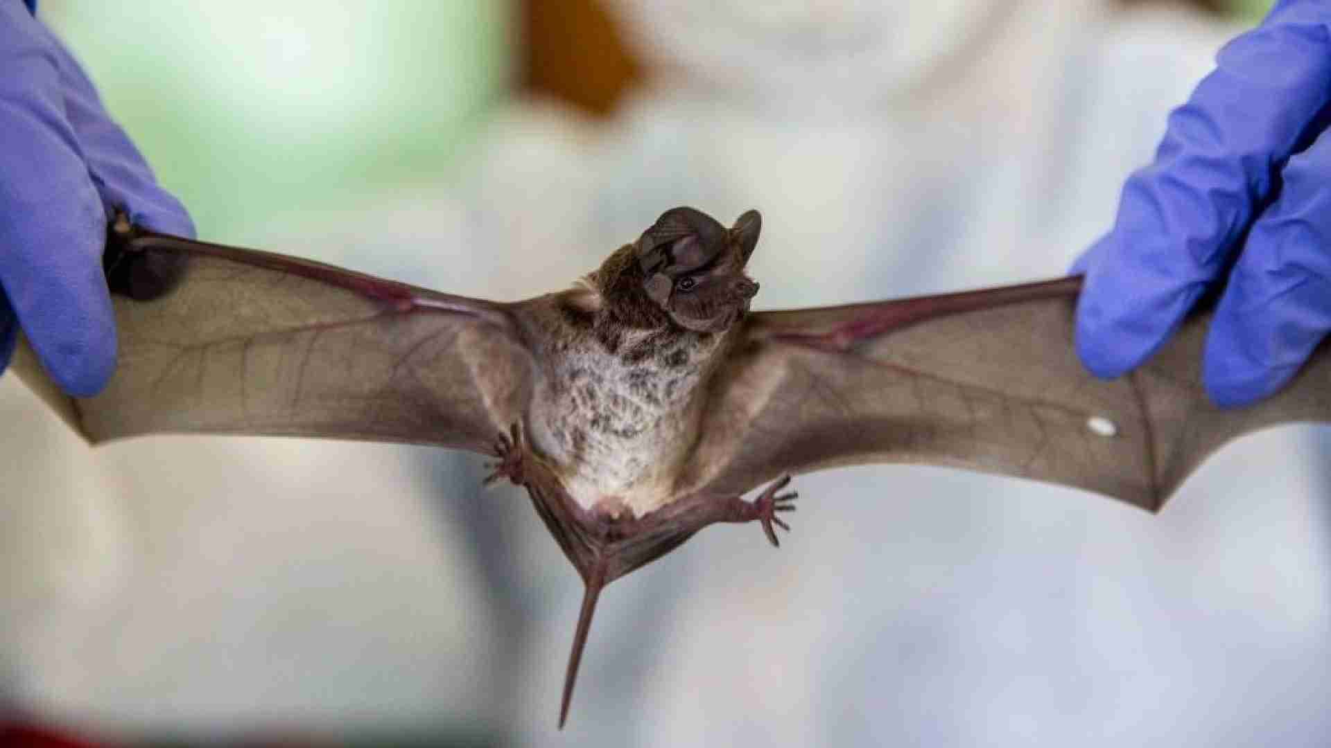 New Covid-Like Virus Detected From Moustached Bats In Brazil