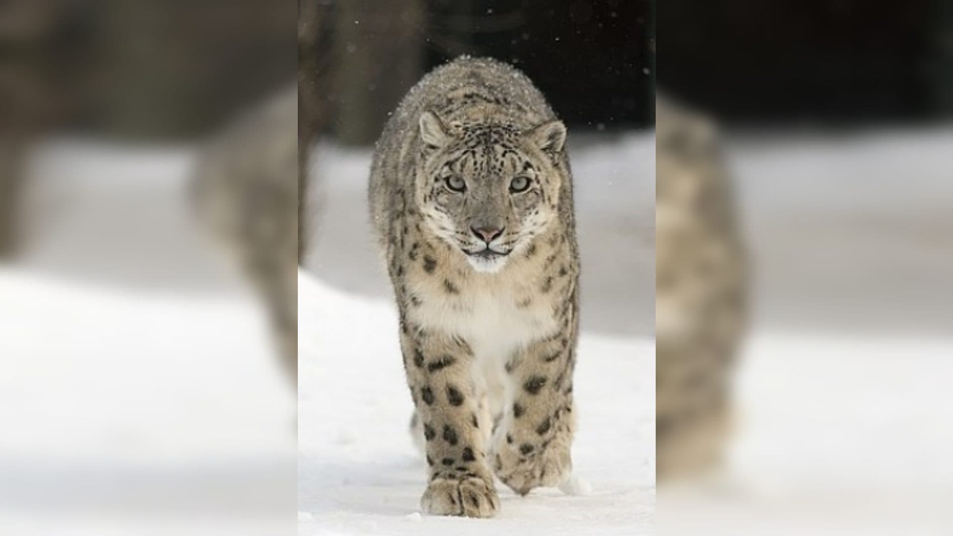 Trans-Himalayan Regions In Himachal Home To 83 Snow Leopards: Study
