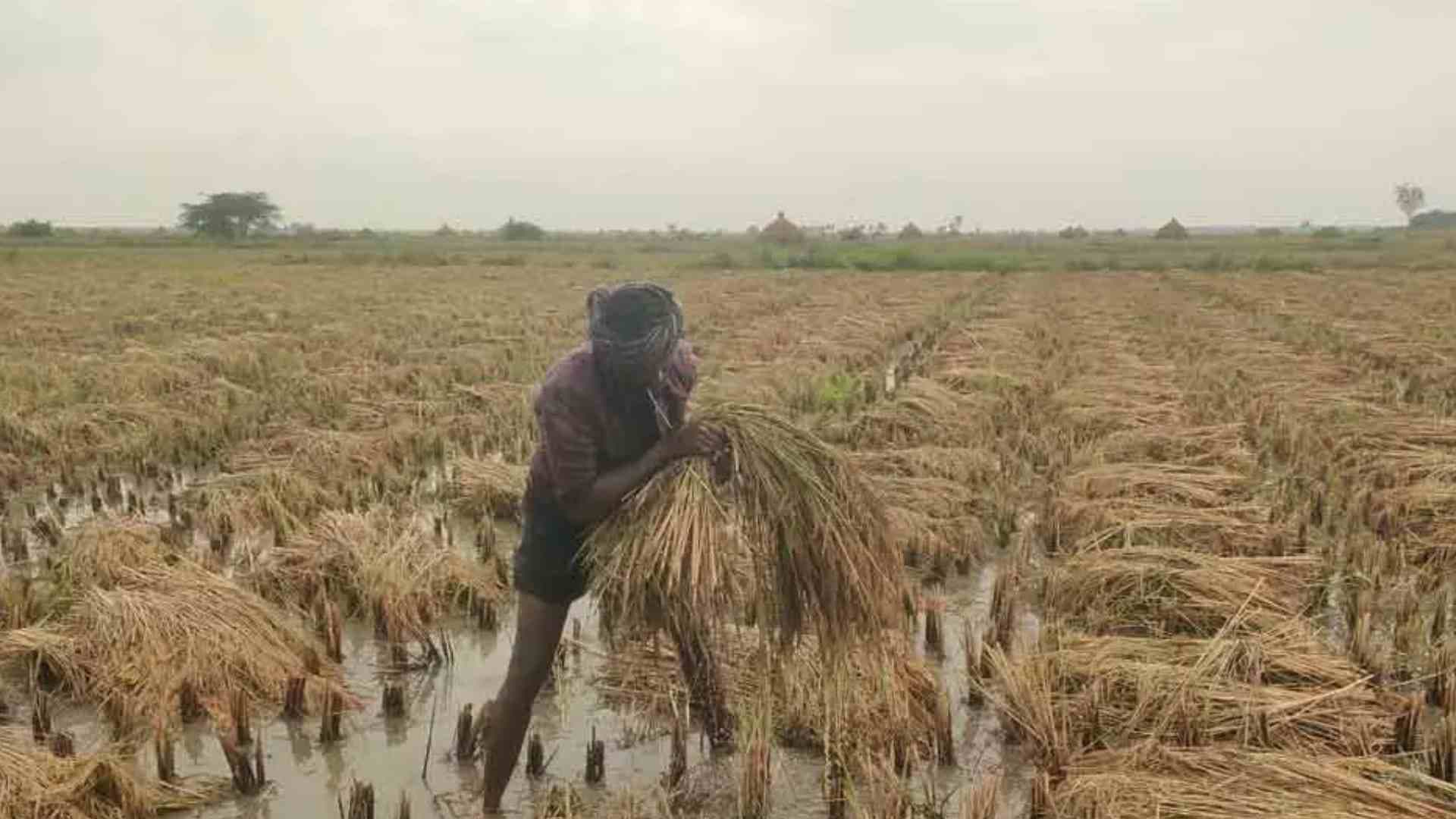Farmers In Distress As Paddy Fields Suffer Extensive Damage