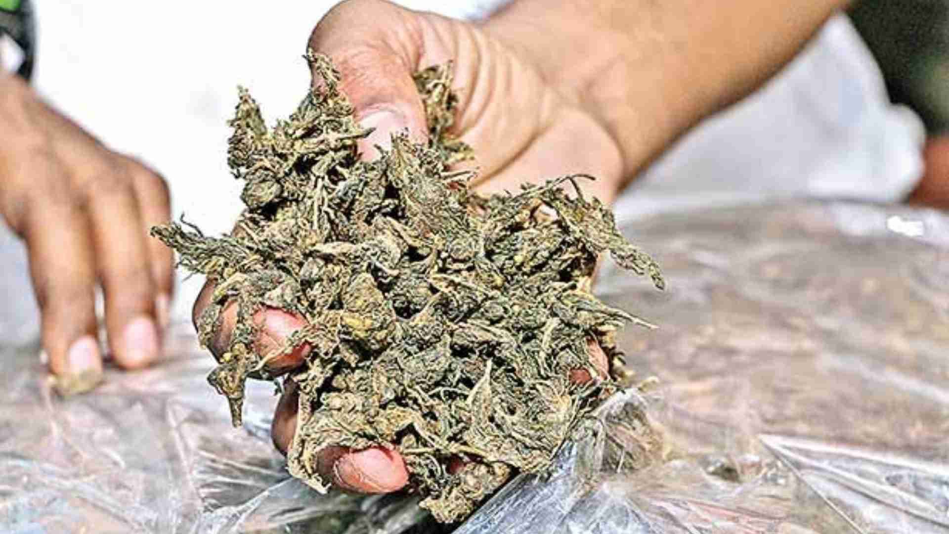 RPF Seizes 71 Kg Ganja From Dhanbad Express, BTech Student Among 3 Held
