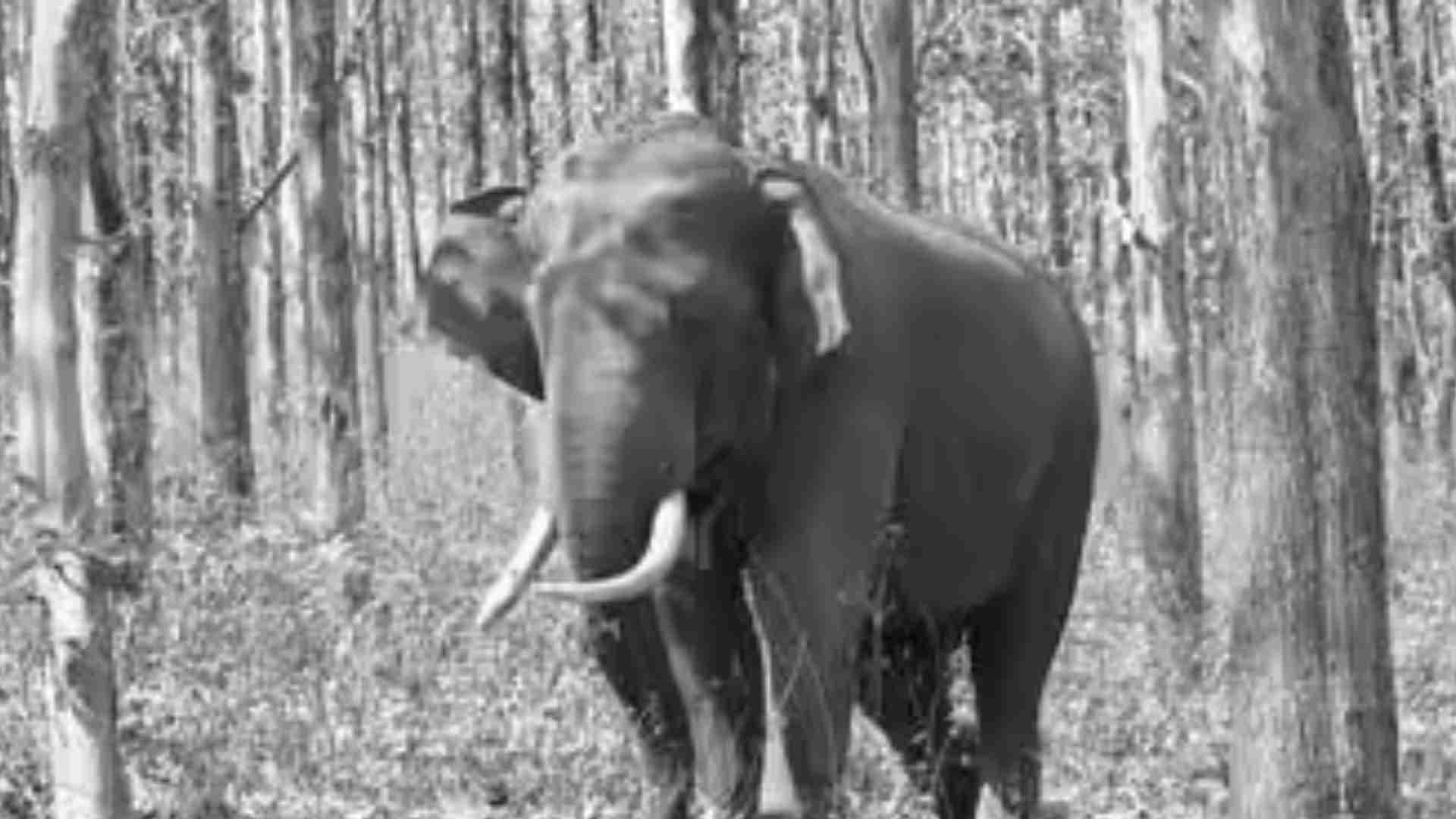 Tusker Found Dead In Odisha’s Boudh Forest