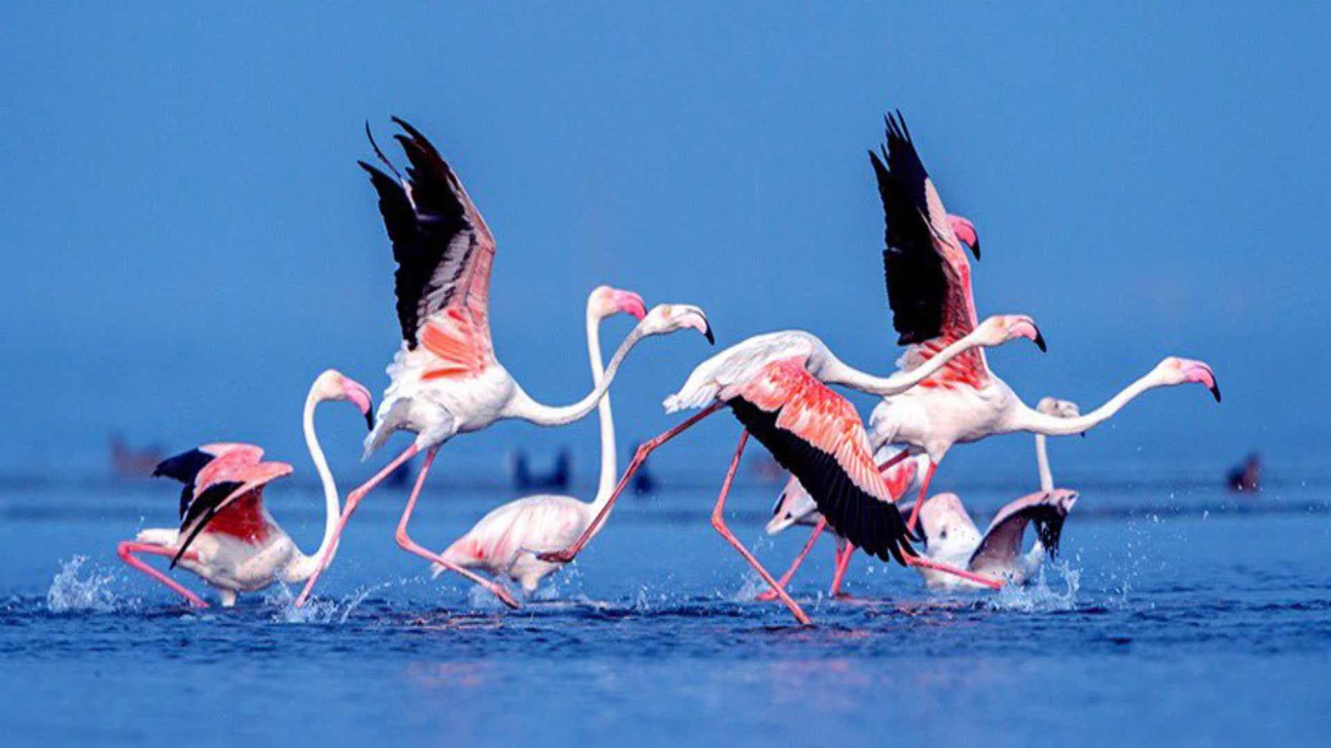 Migratory Bird Numbers Surge In Chilika, Poaching Under Watch