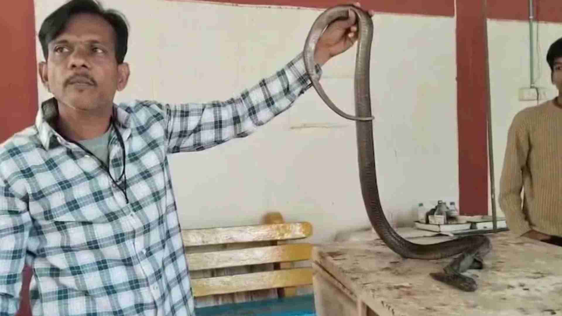 MP Veterinary Team Performs Life-Saving Surgery On Cobra