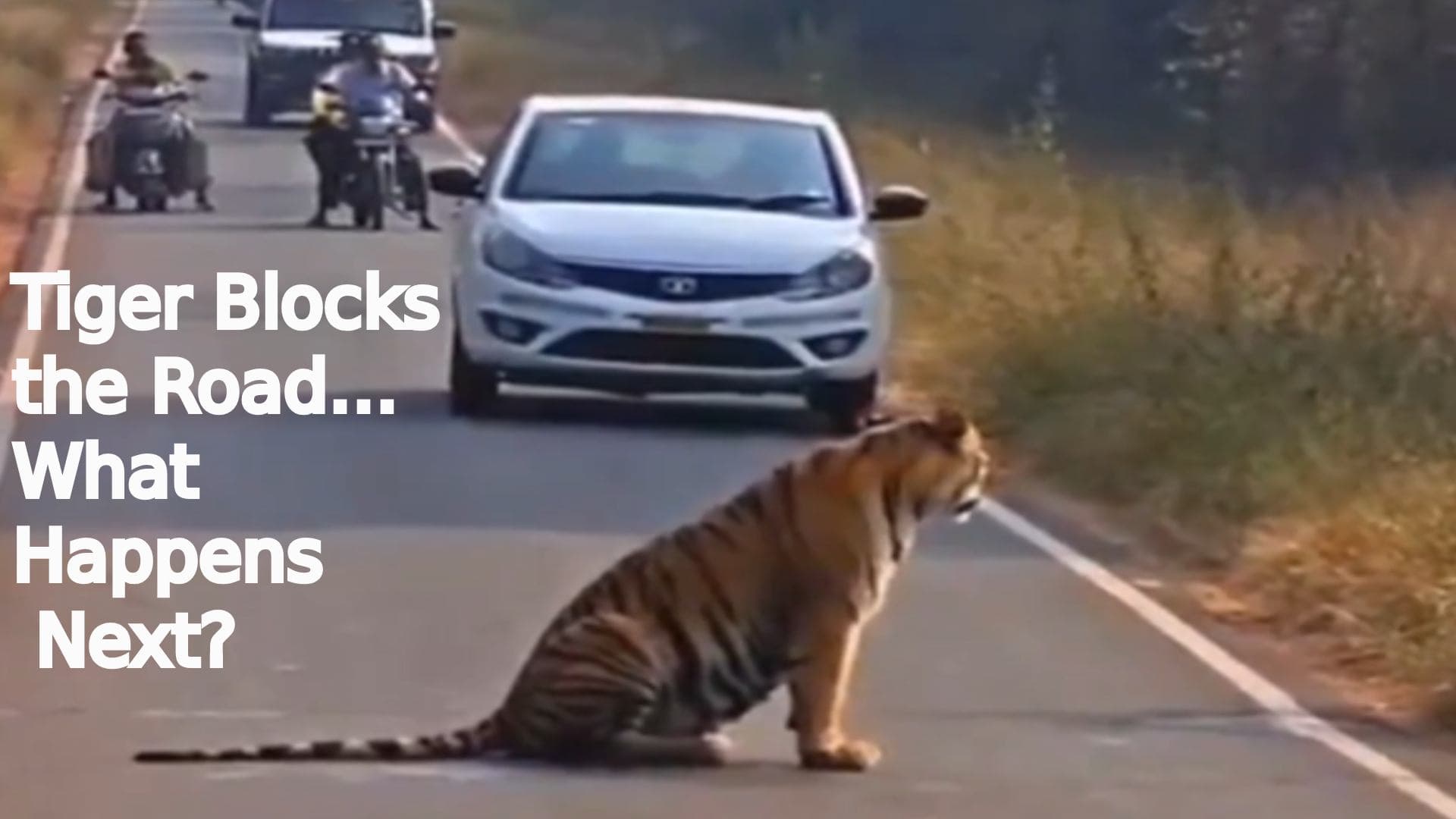 Rare Sight: Tiger Blocks Road, Halts Traffic For Hours, Leaving Vehicles Stranded