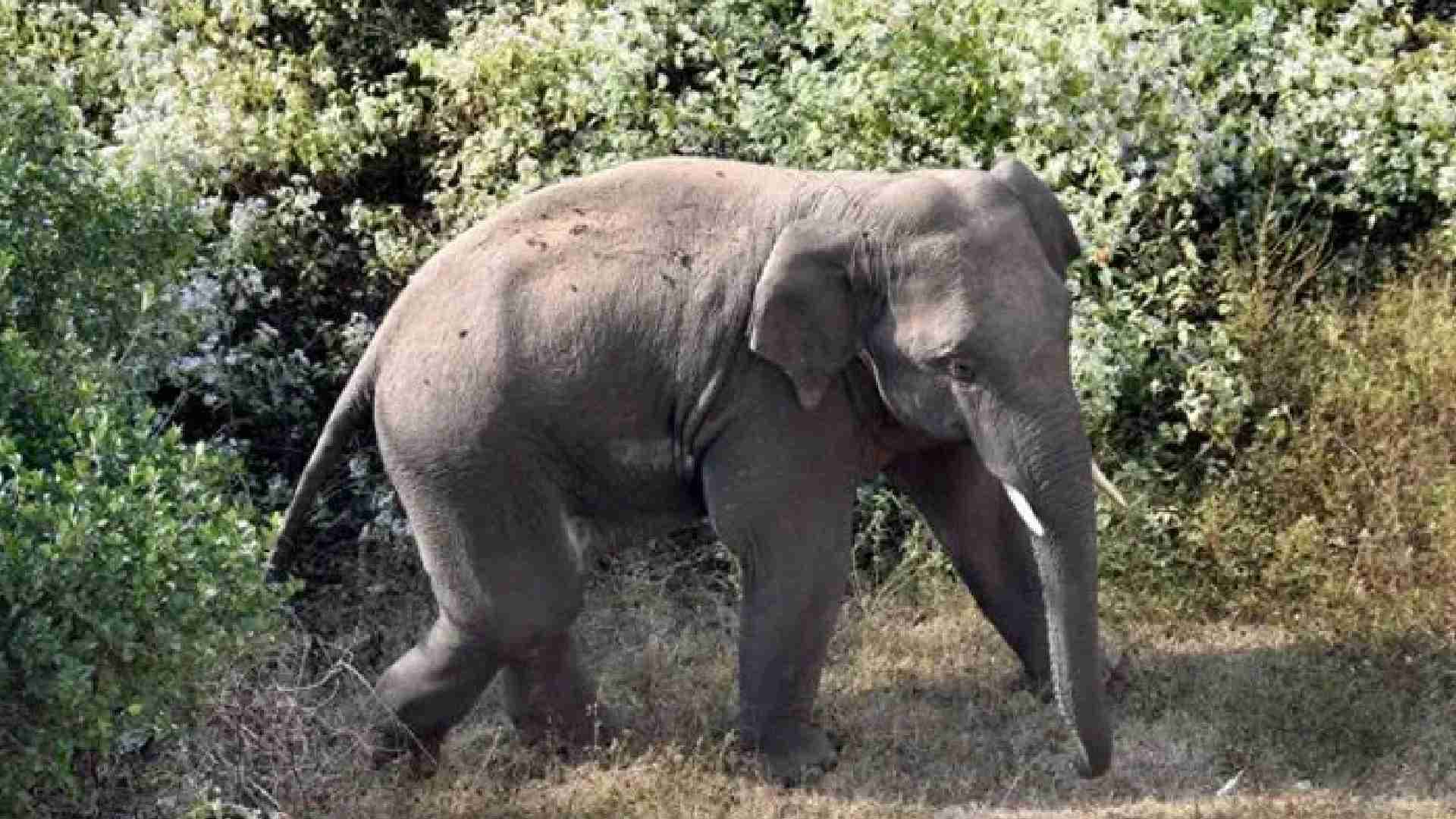 Man Trampled To Death While Protecting Farmland From Elephants In Keonjhar