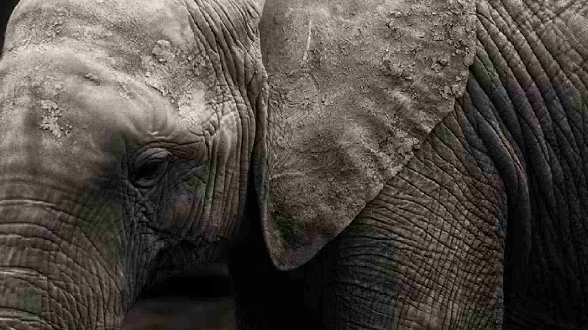 Elephant Calf Slips Into Well In Odisha's Angul, Pulled Out Safely