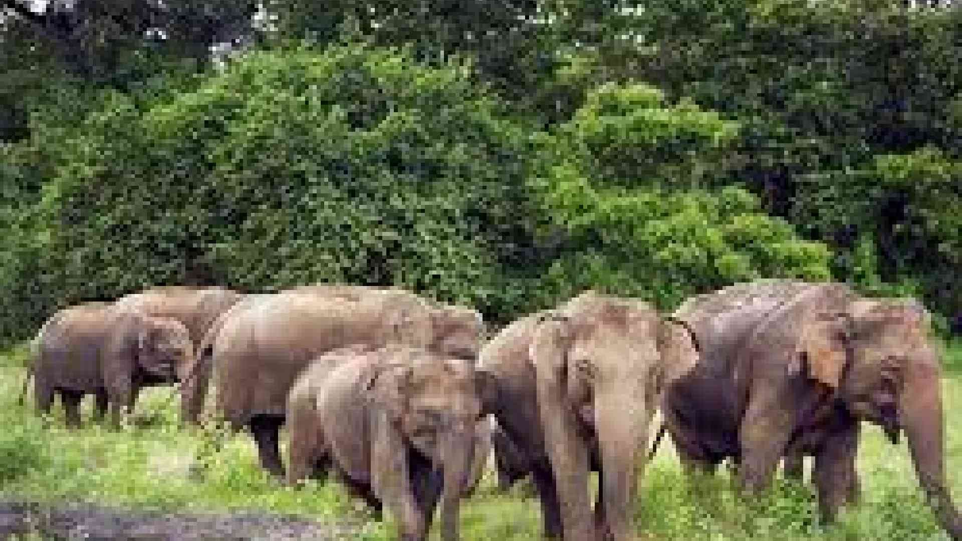 Odisha Reports 136 Elephant Deaths in 18 Months, Electrocution Major Cause