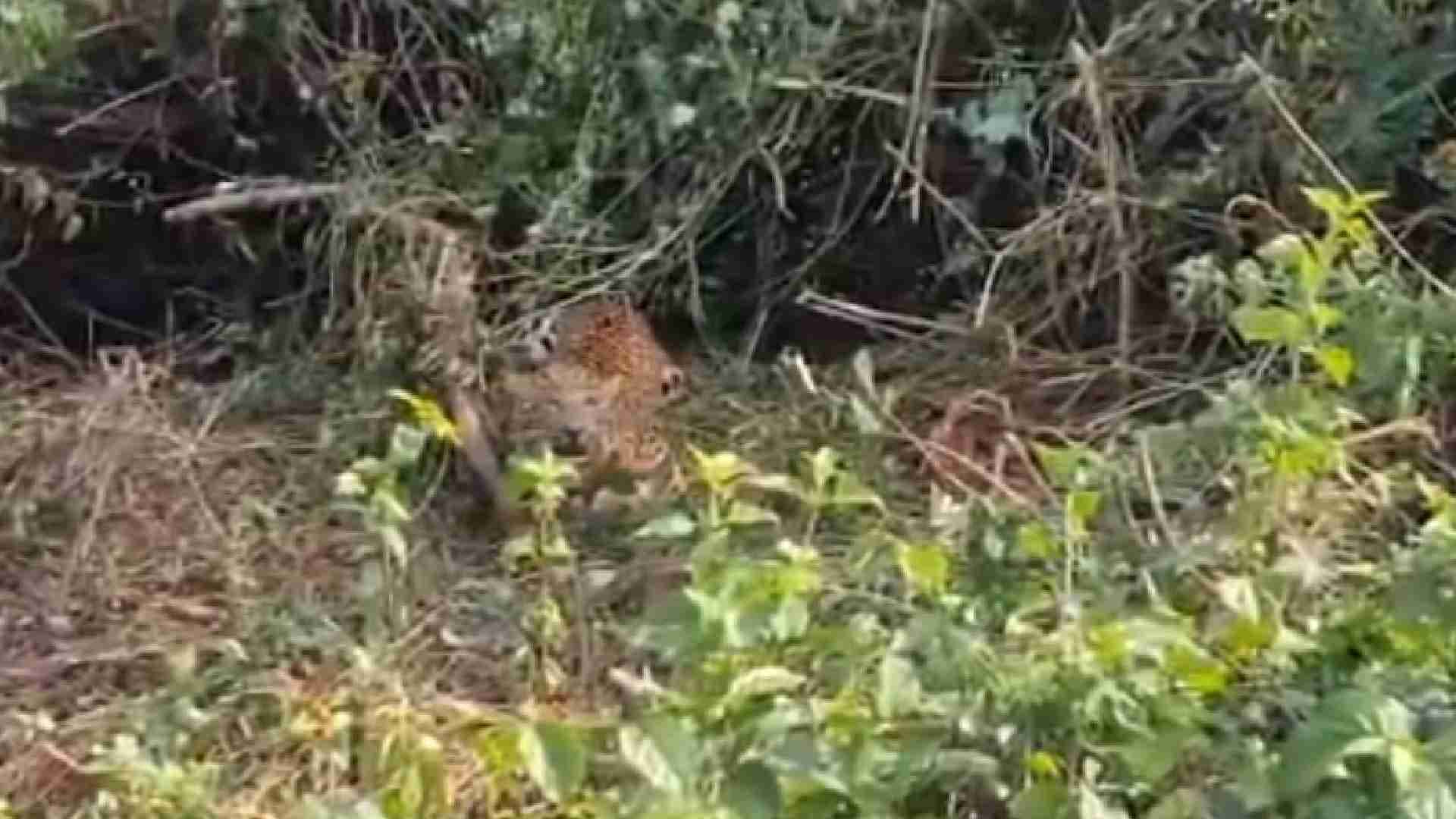 Leopard Rescued From Poacher’s Trap In Angul, Dies