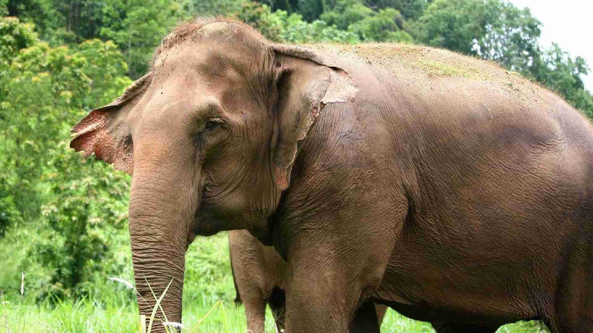 Ailing Elephant At Chandaka To Be Tranquilized For Treatment